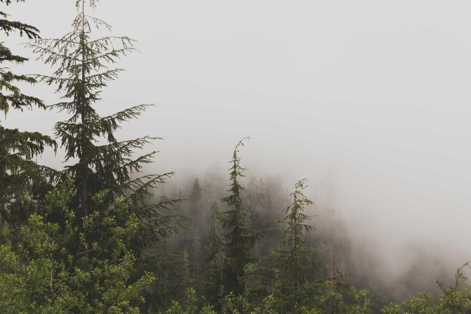 Trees in pale fog