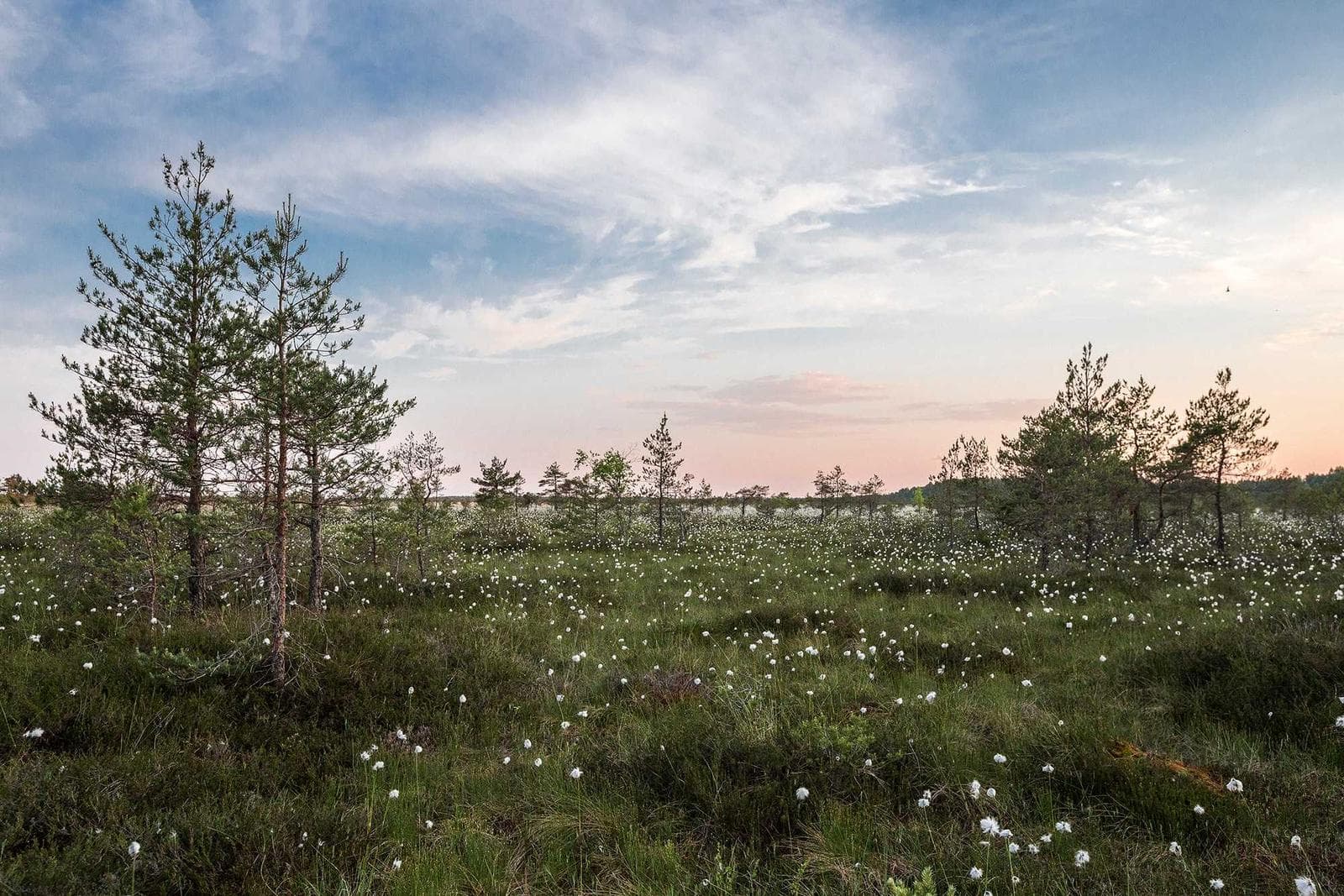 Field at dusk