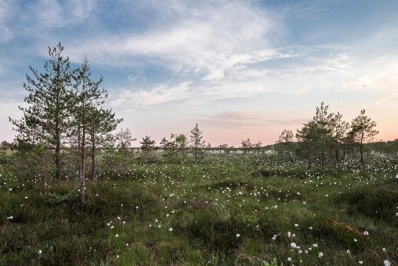 Field at dusk