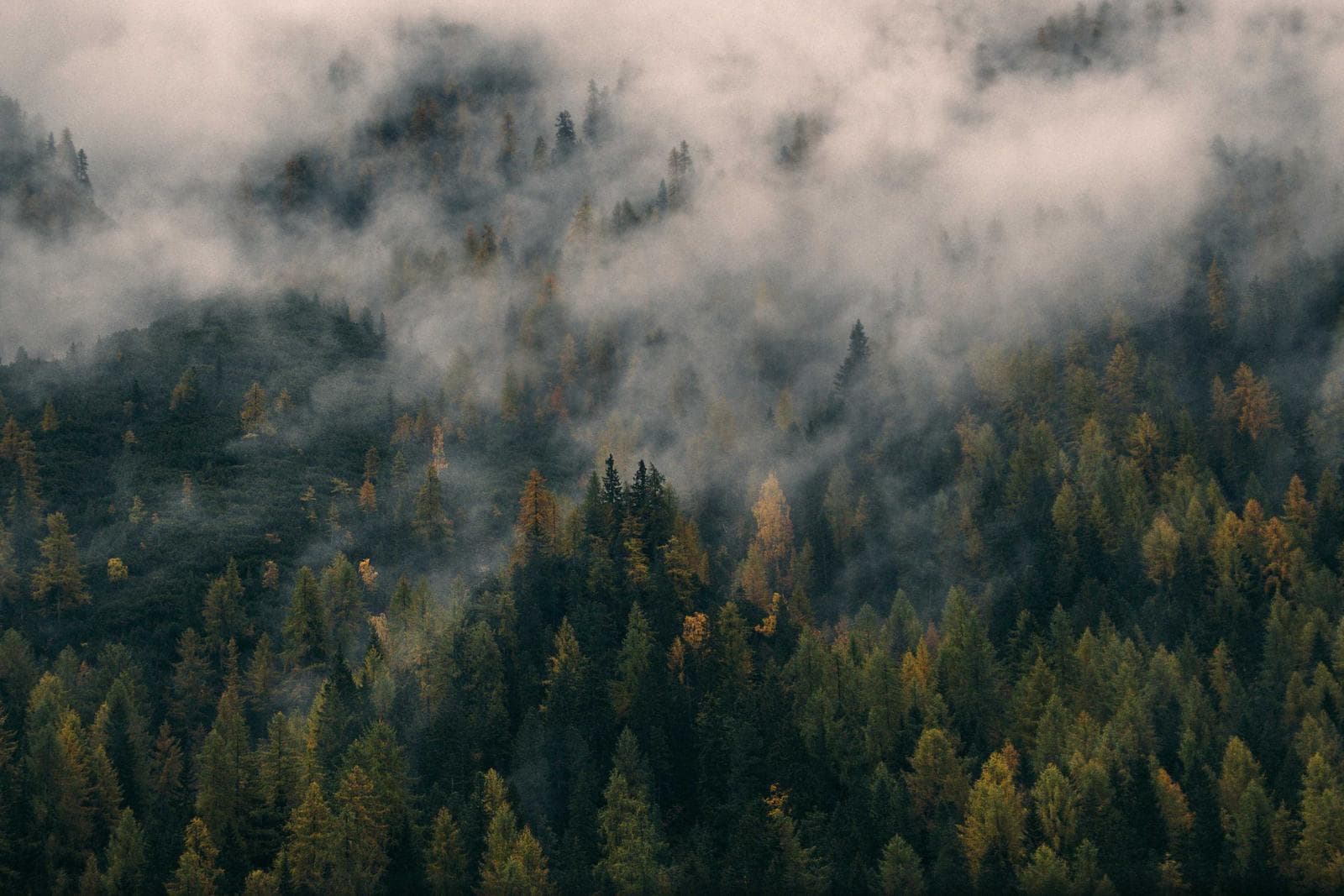 Fog in the trees