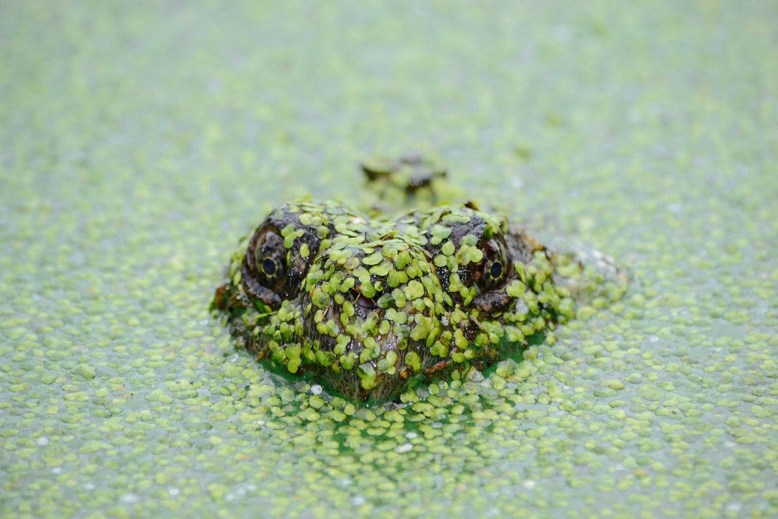 Mossy island