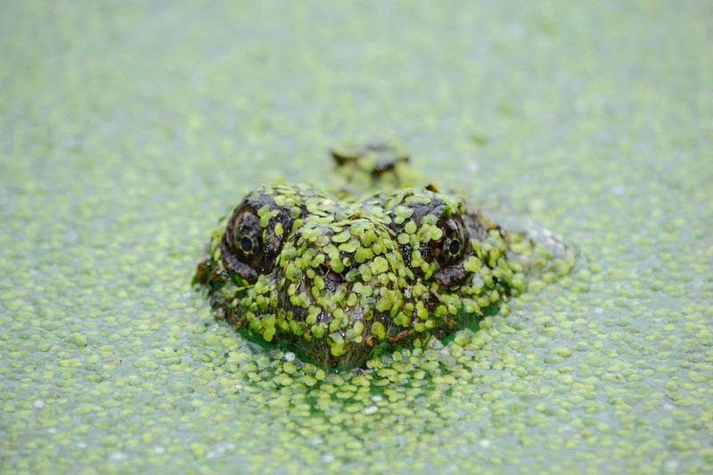 Mossy island