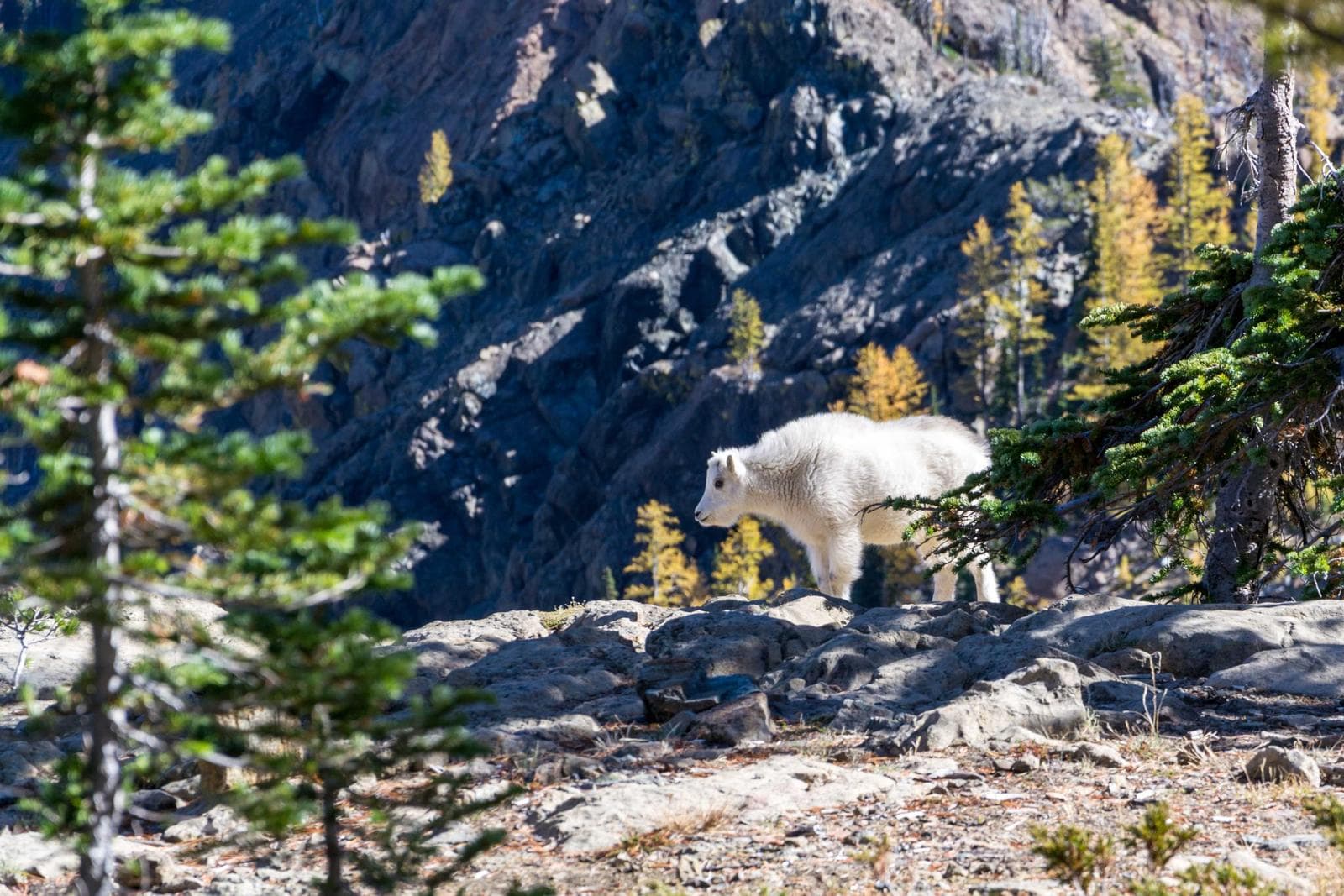 Mountain goat