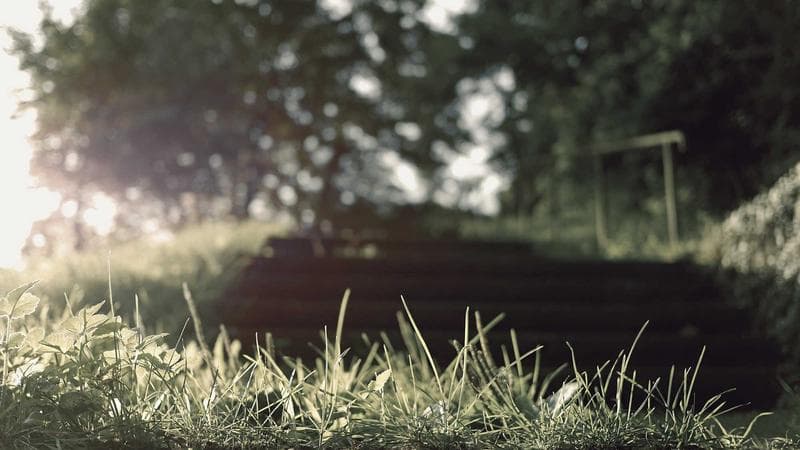 Trees at the edge of a meadow