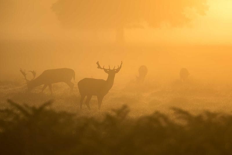 Deer in the mist