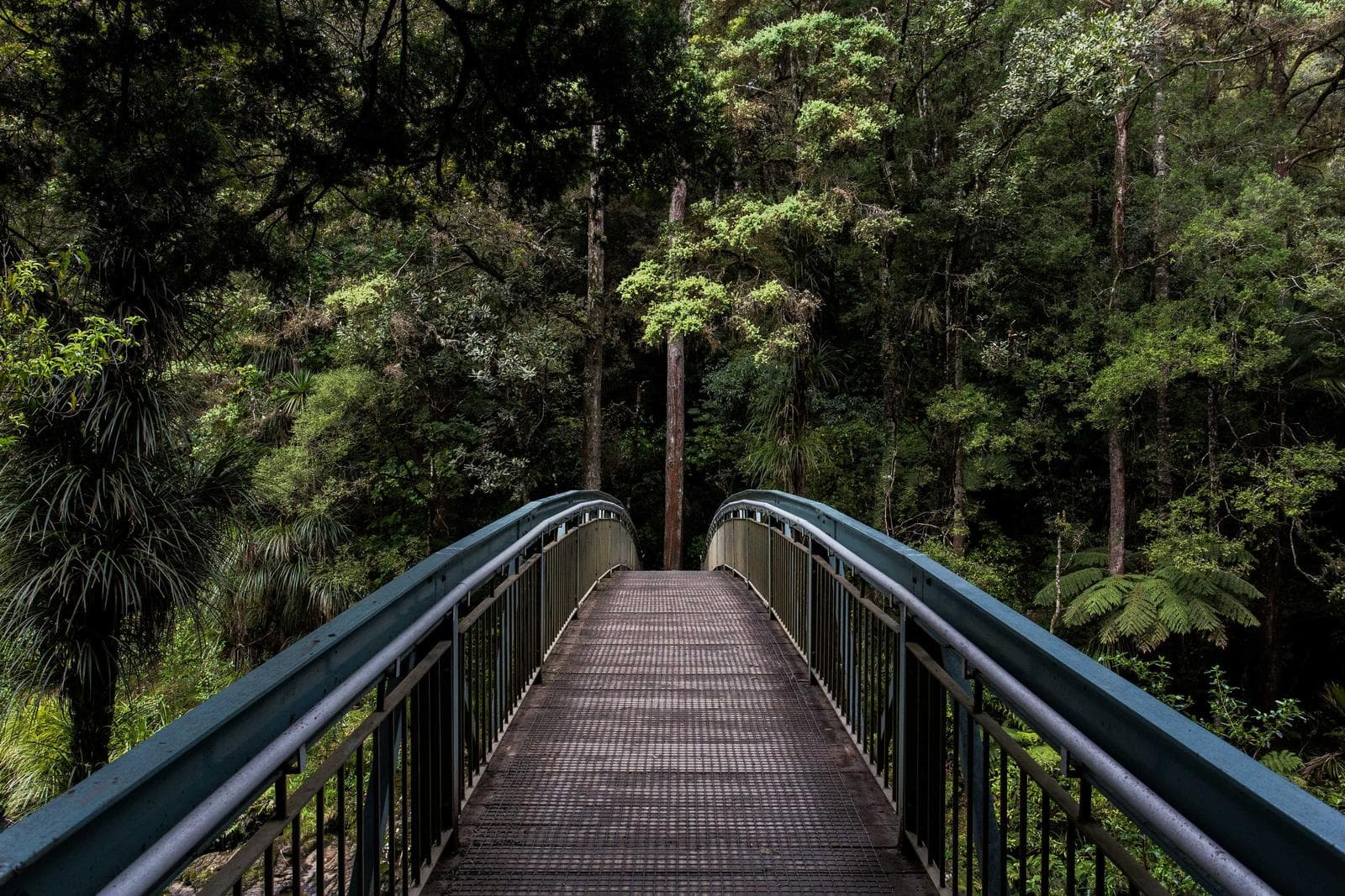 Walkway in the trees