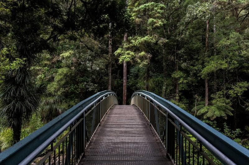 Walkway in the trees