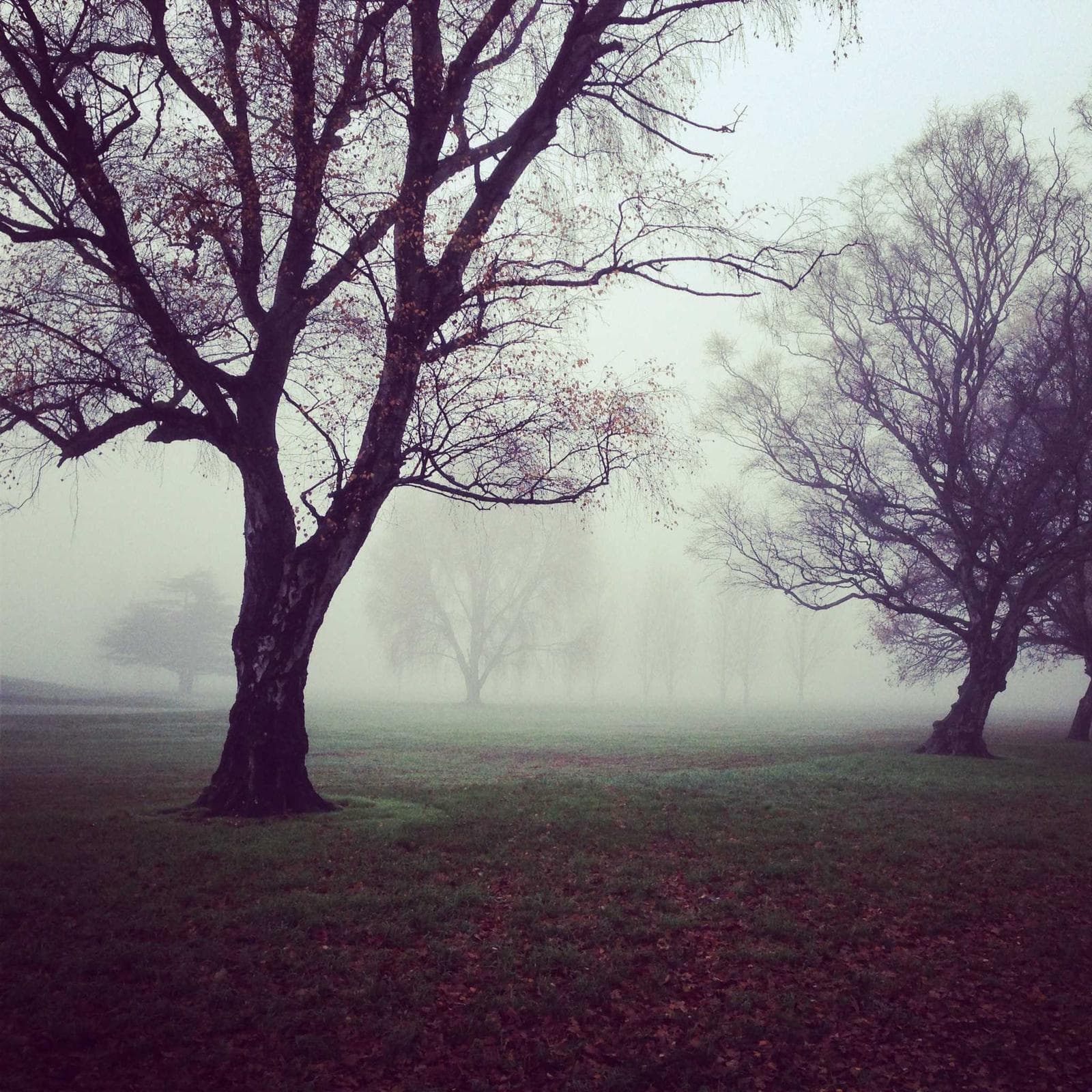 Bare trees in fog