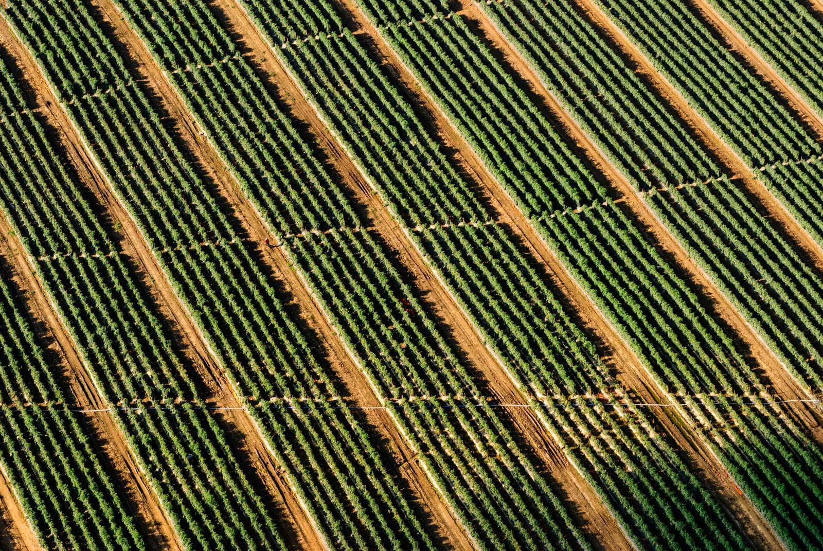 Vine rows