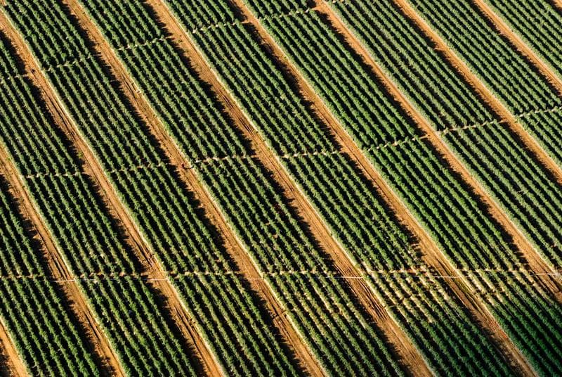 Vine rows