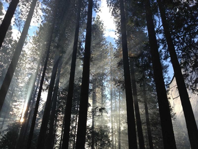 Redwoods