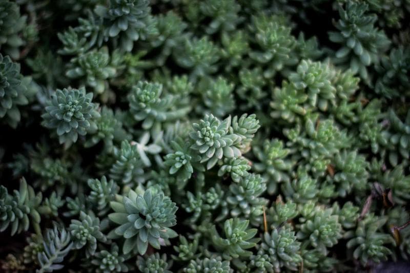 Green rosettes