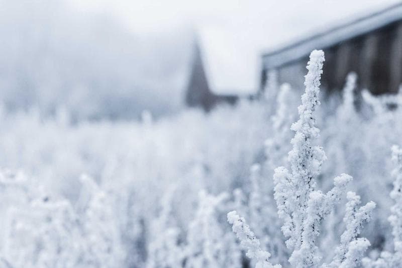 Frosted plants