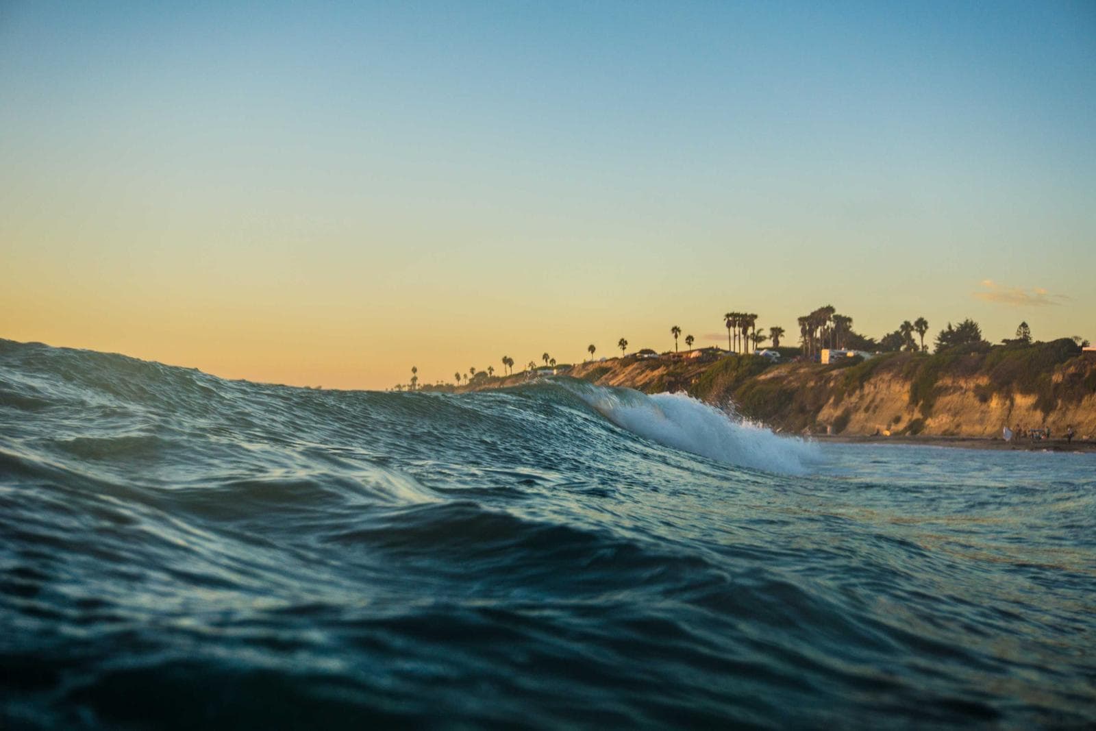 Wave and palms