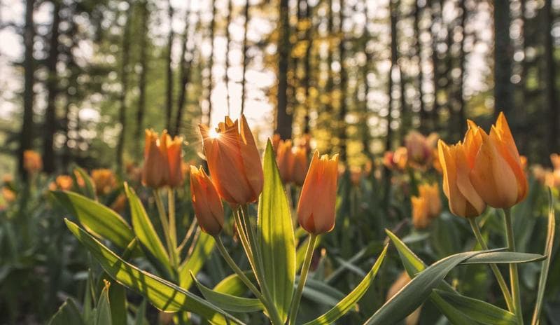 Orange tulips