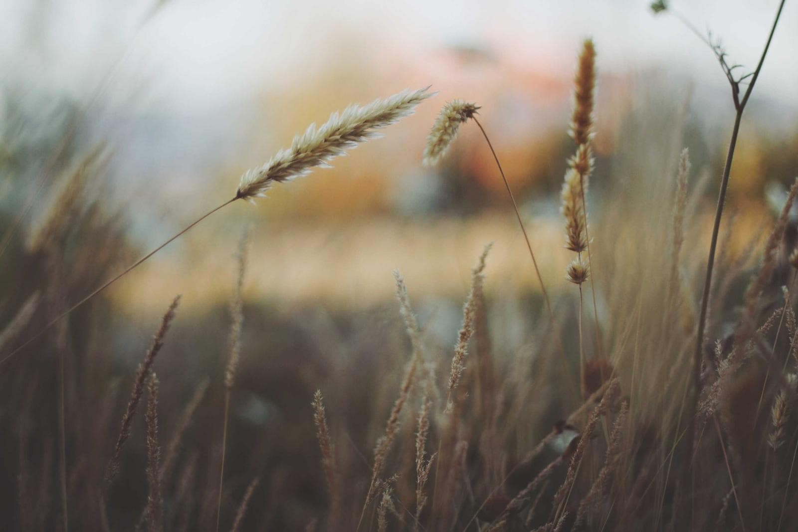Wheat
