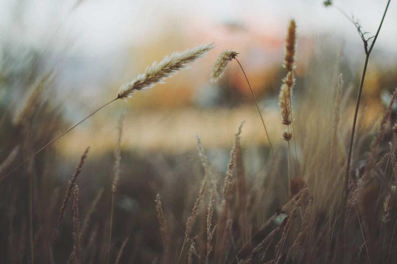 Wheat