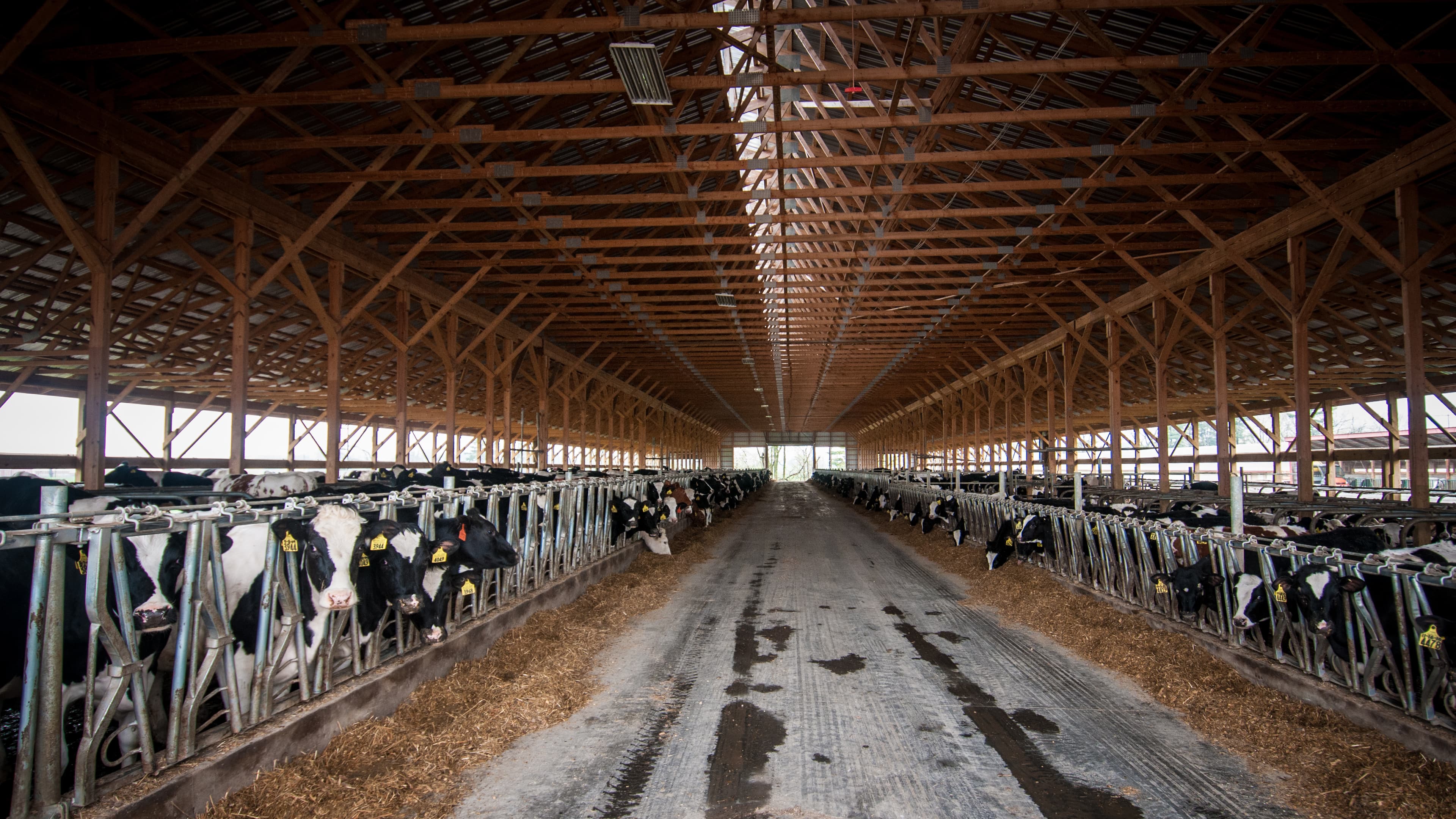 Animals (20110419-RD-LSC-0778)