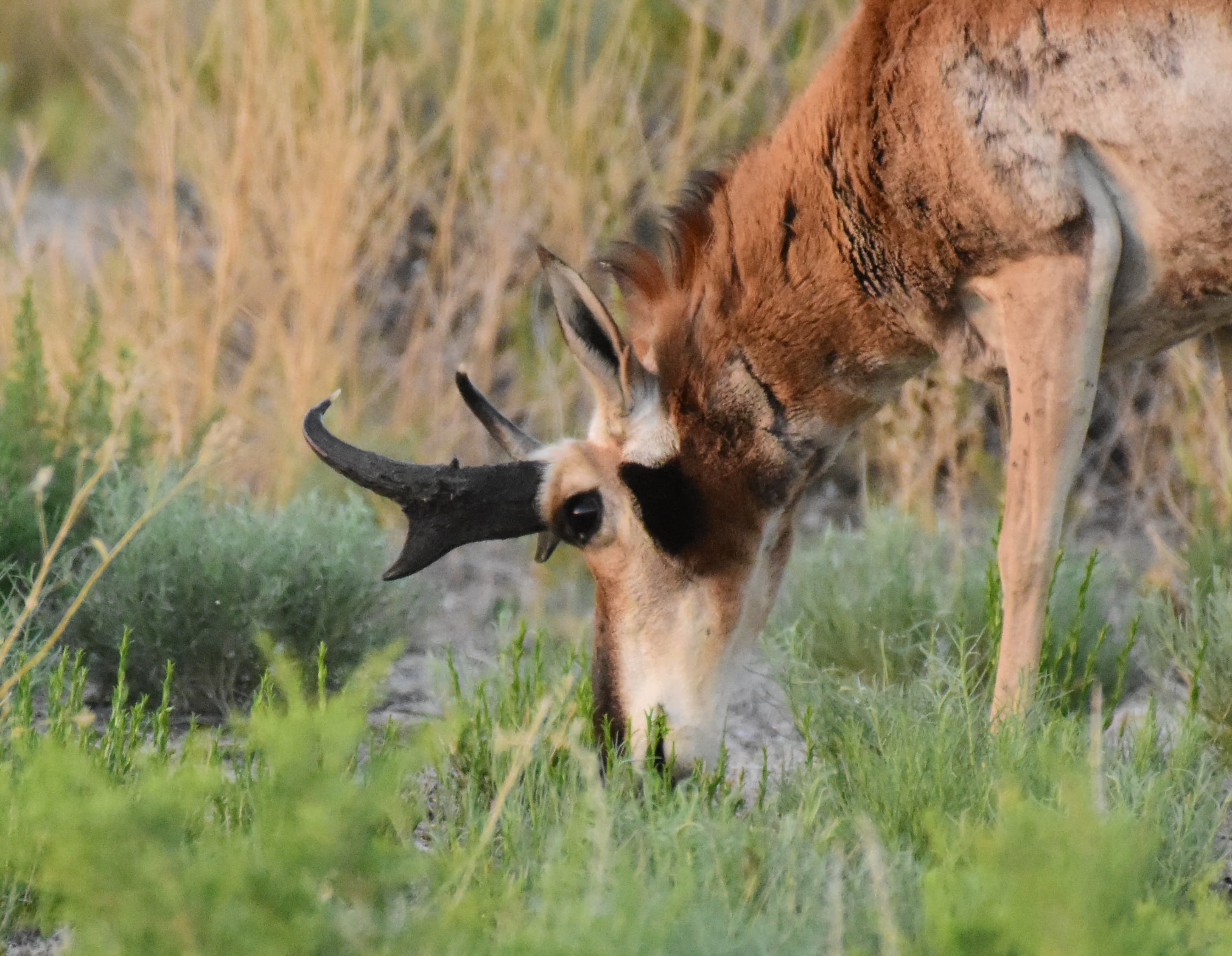 Pronghorn at Seedskadee National Wildlife Refuge (51567292140)