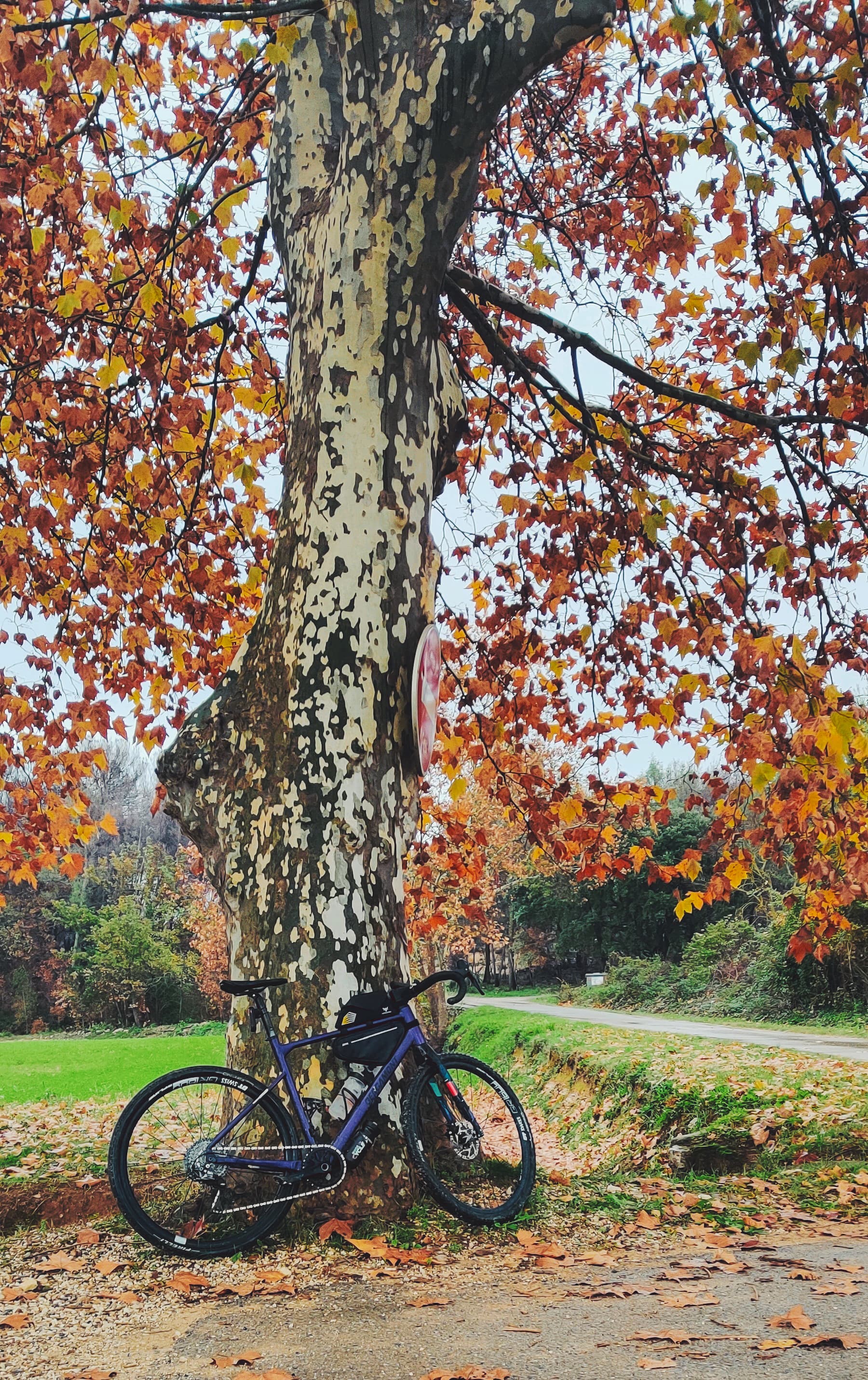 Bike and leaves colors