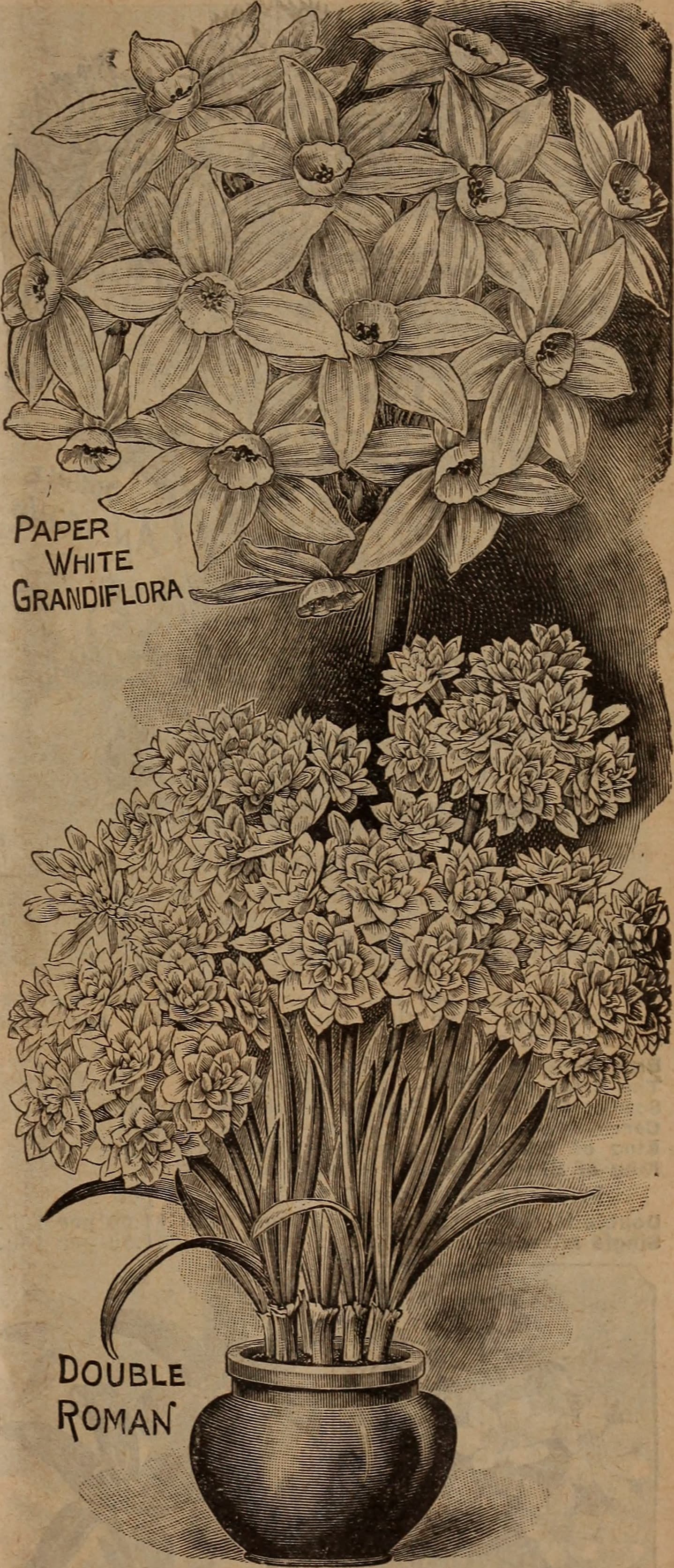 Narcissus, cultivars, botanical