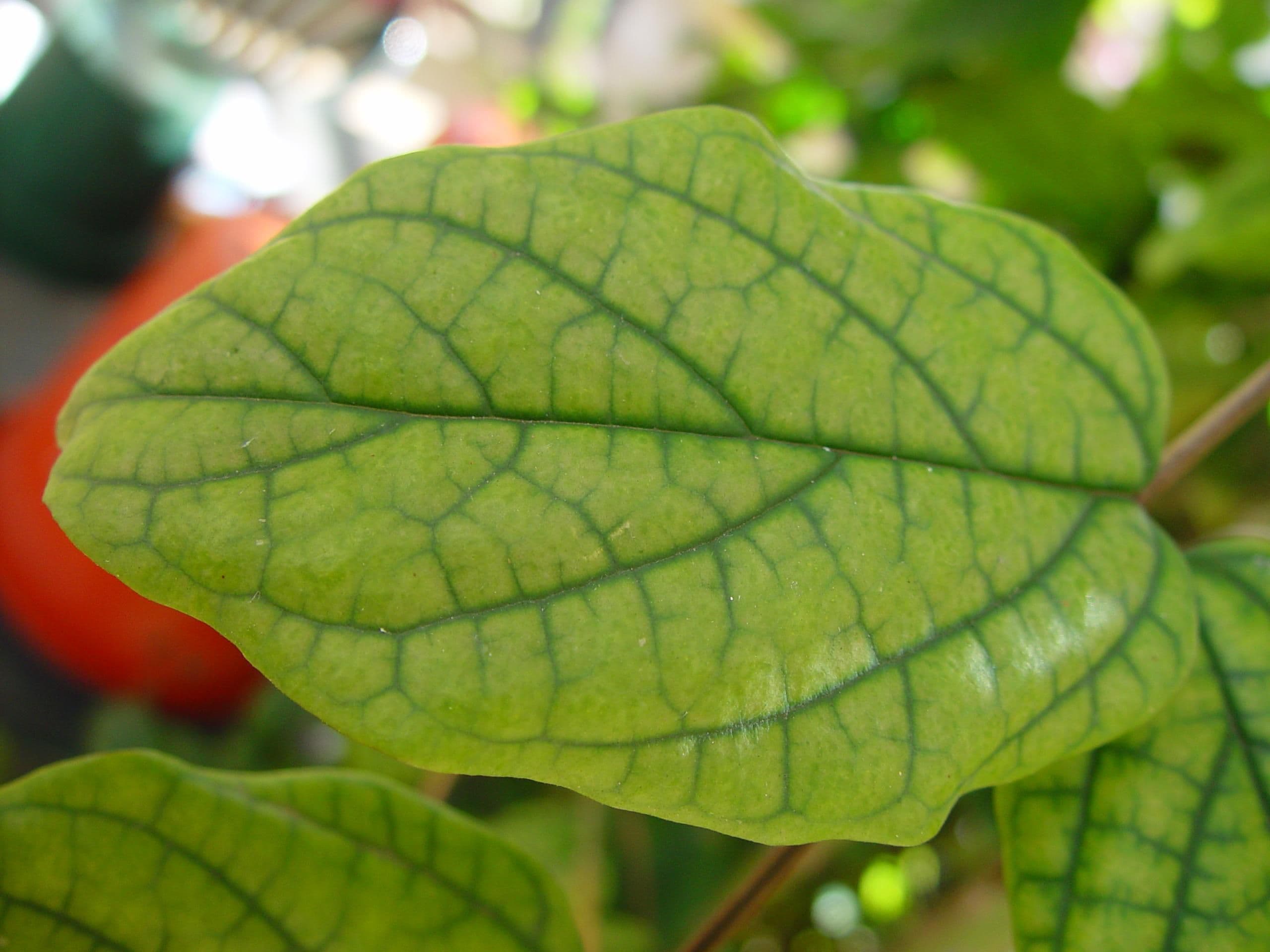 Veiny leaf