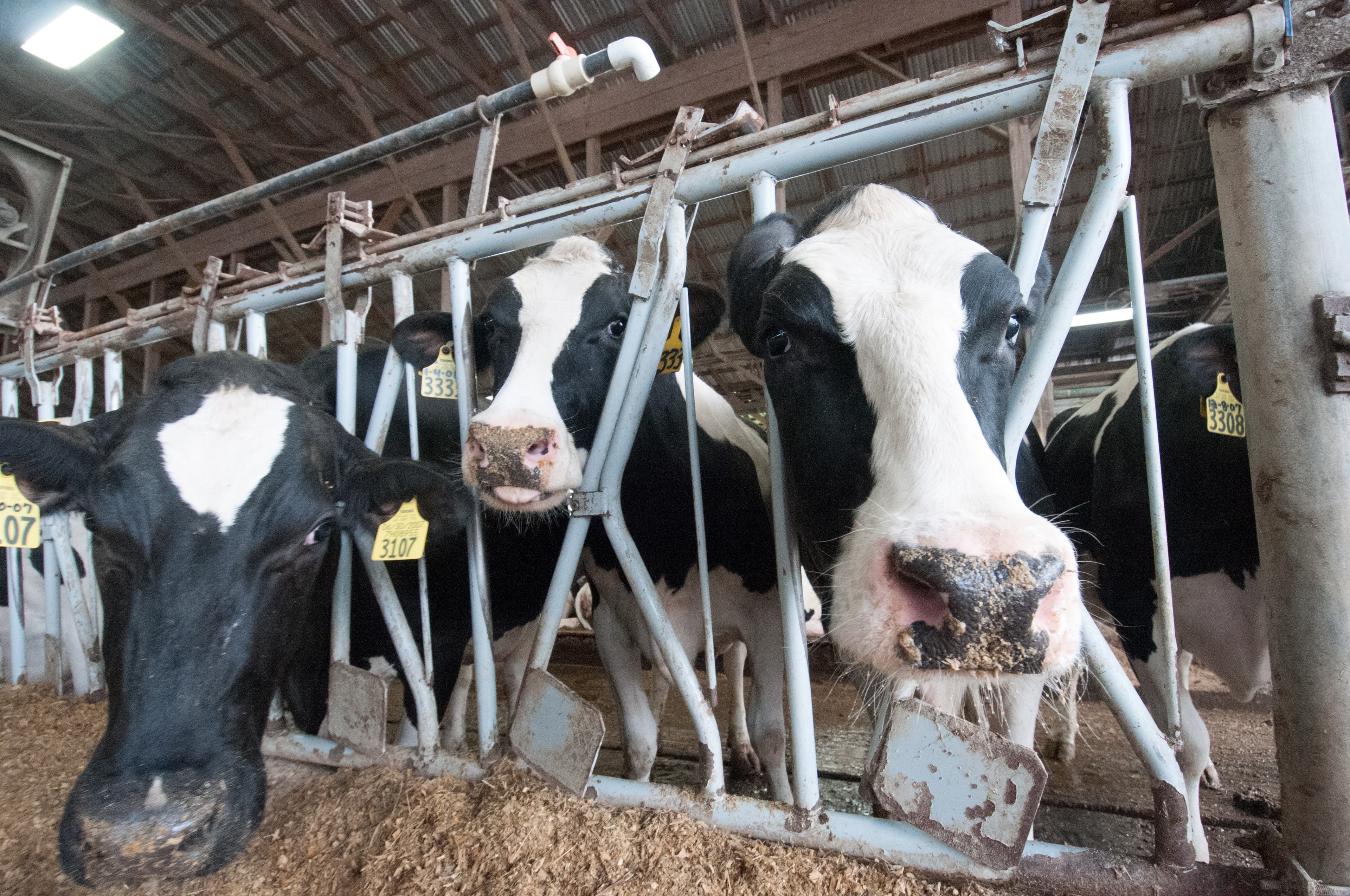 Animals (20110419-RD-LSC-06)