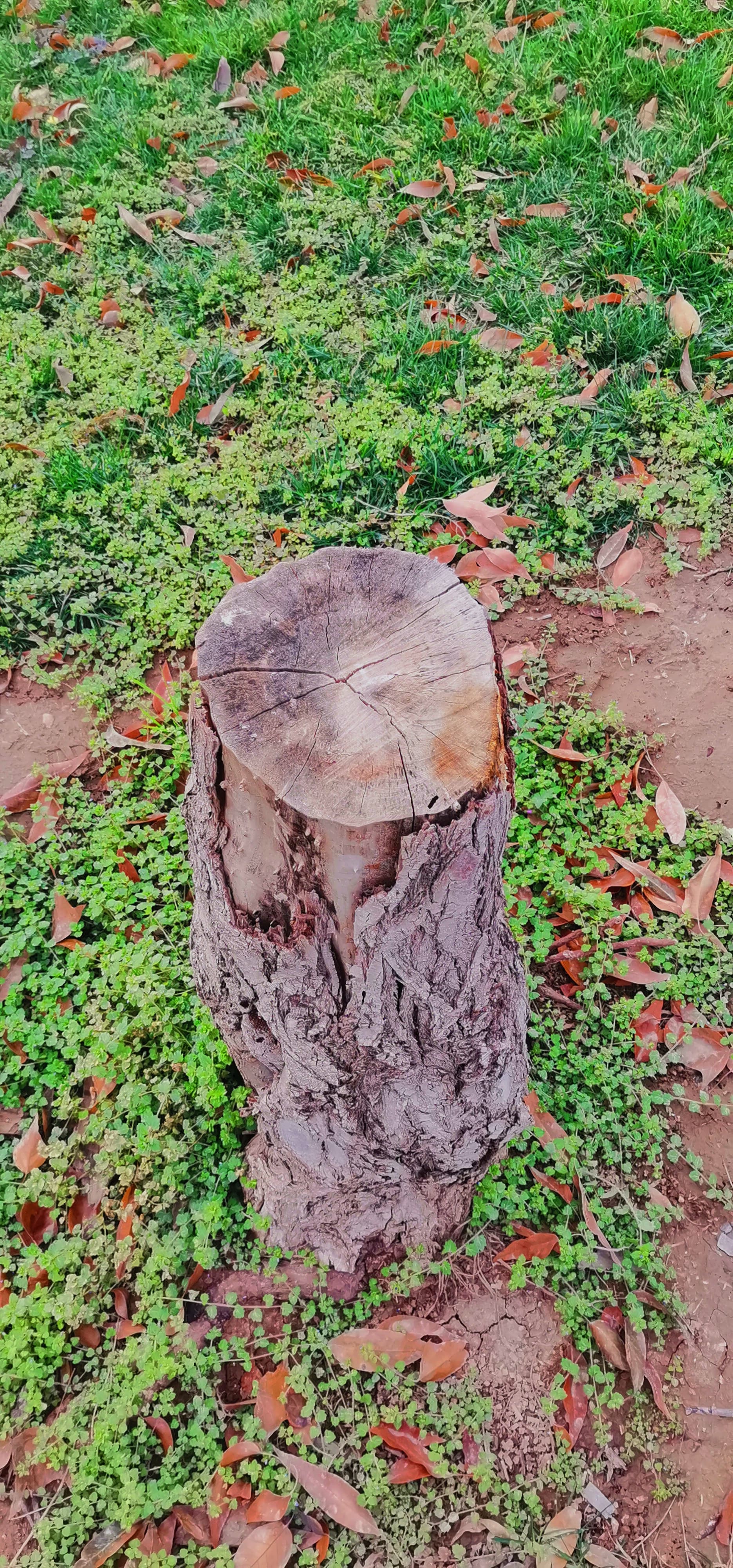 Chopped tree base surrounded by grass and green