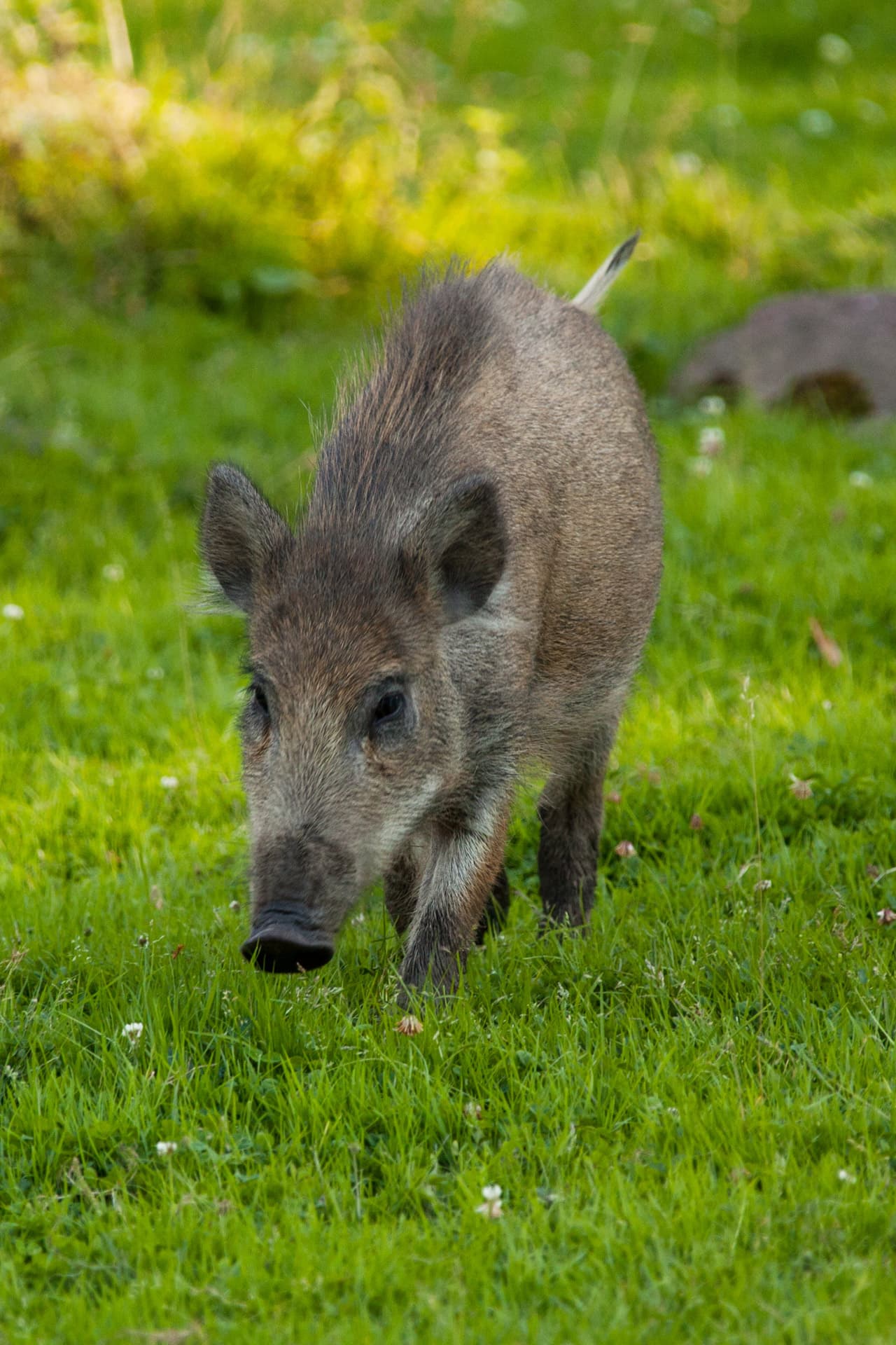 Wild boar on grass