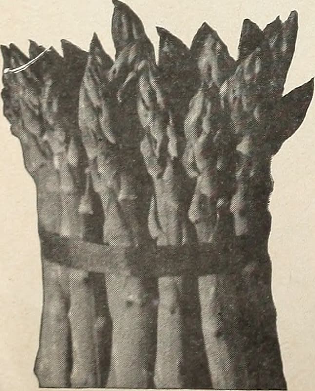 Catalog - spring 1960 (1960) (20549802186)