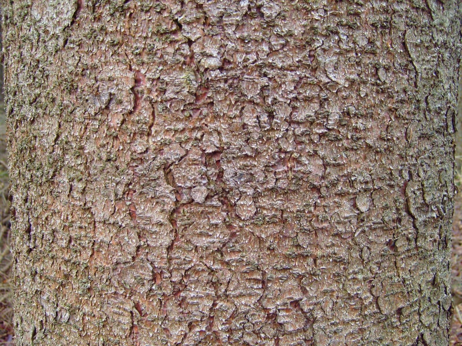 Pine tree bark texture