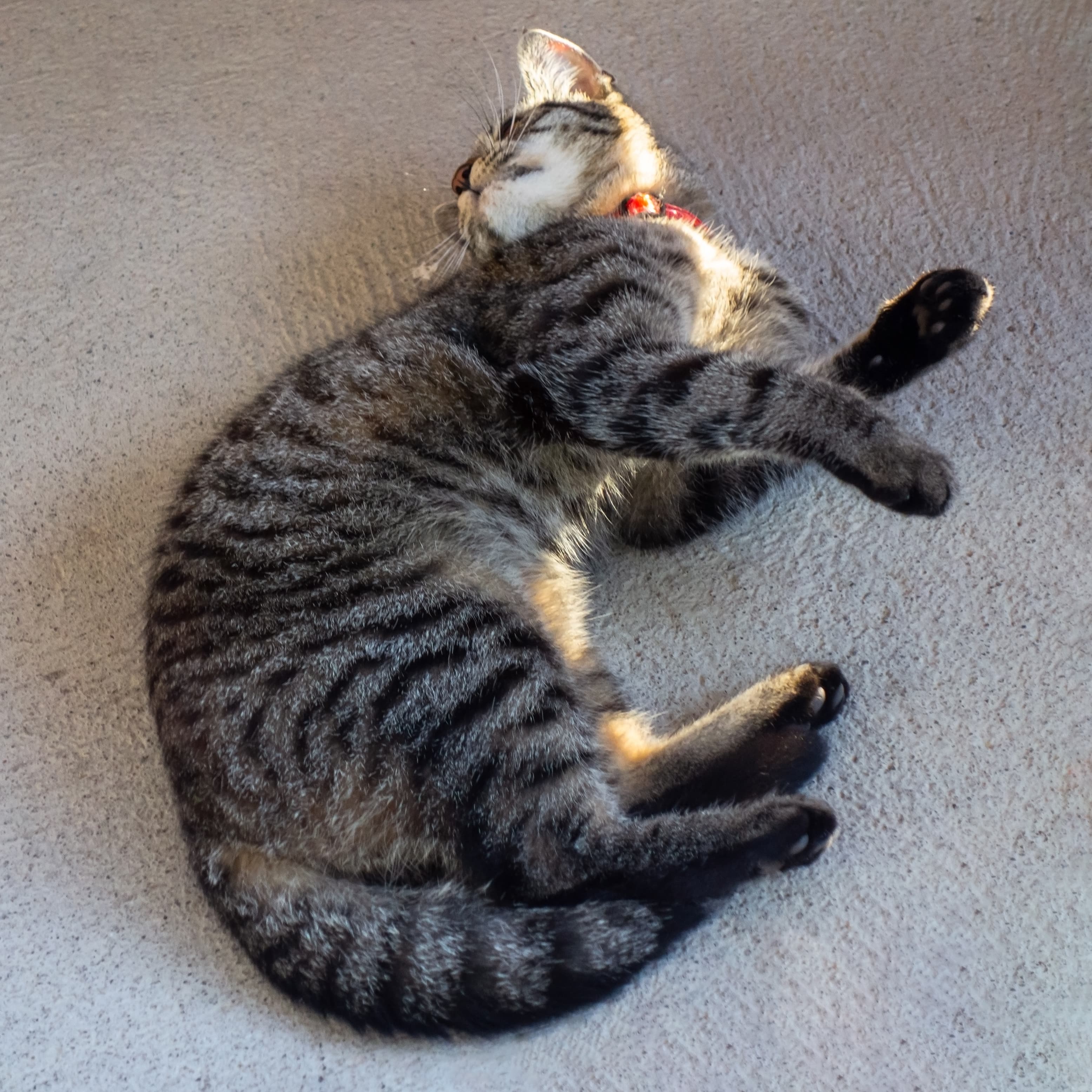 Young tabby cat on a concrete floor