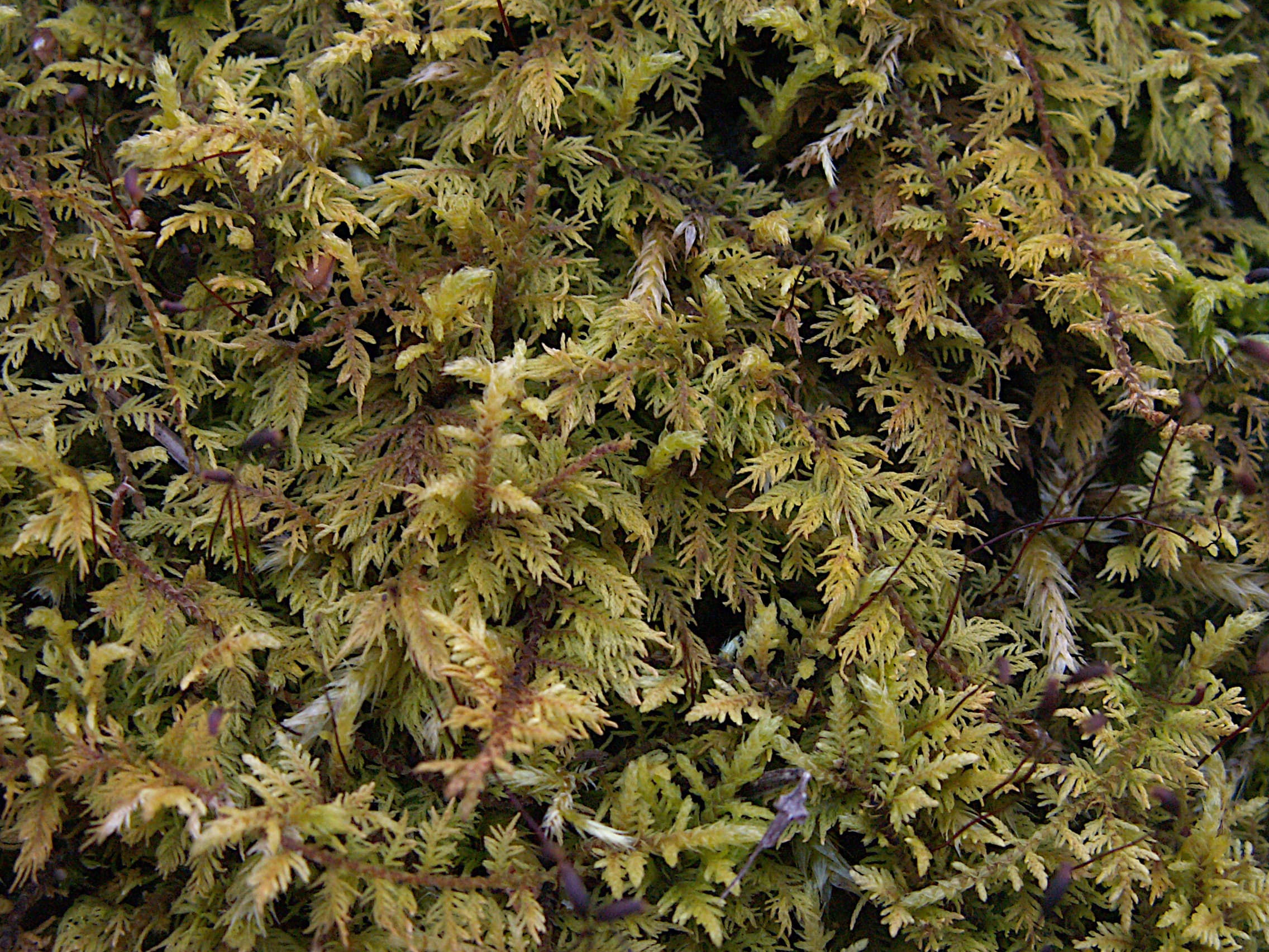 Moss, Trillium Trail, 2024-02-25, 02