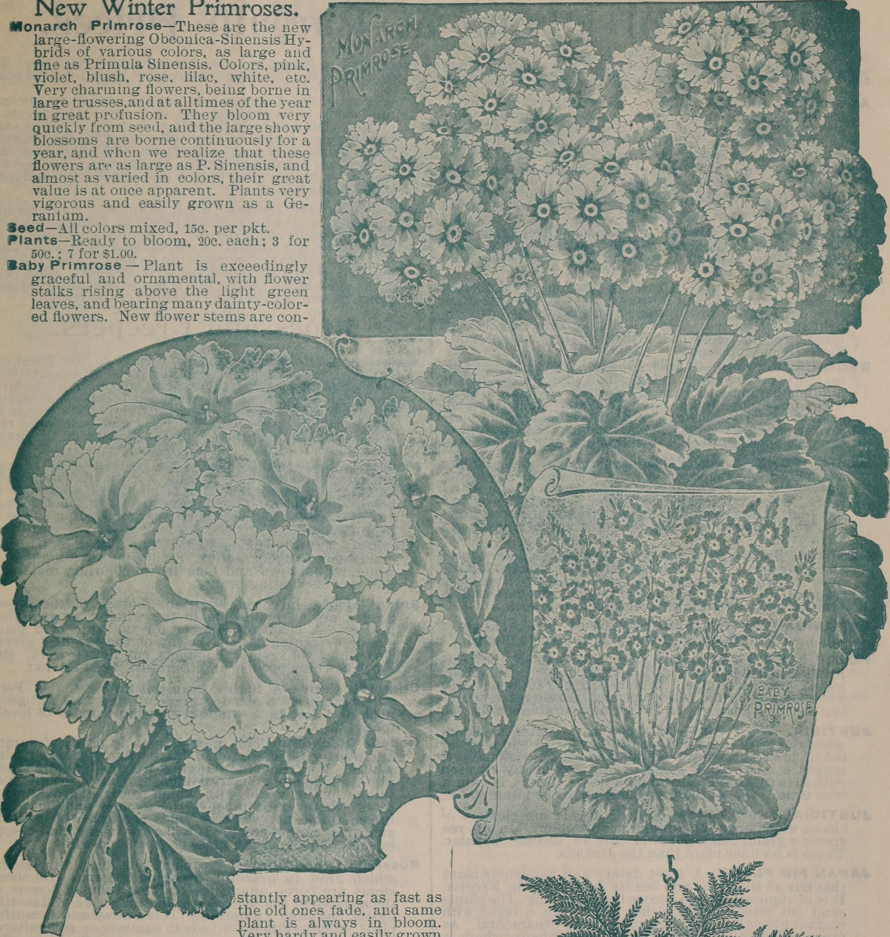 Primula, cultivars, botanical