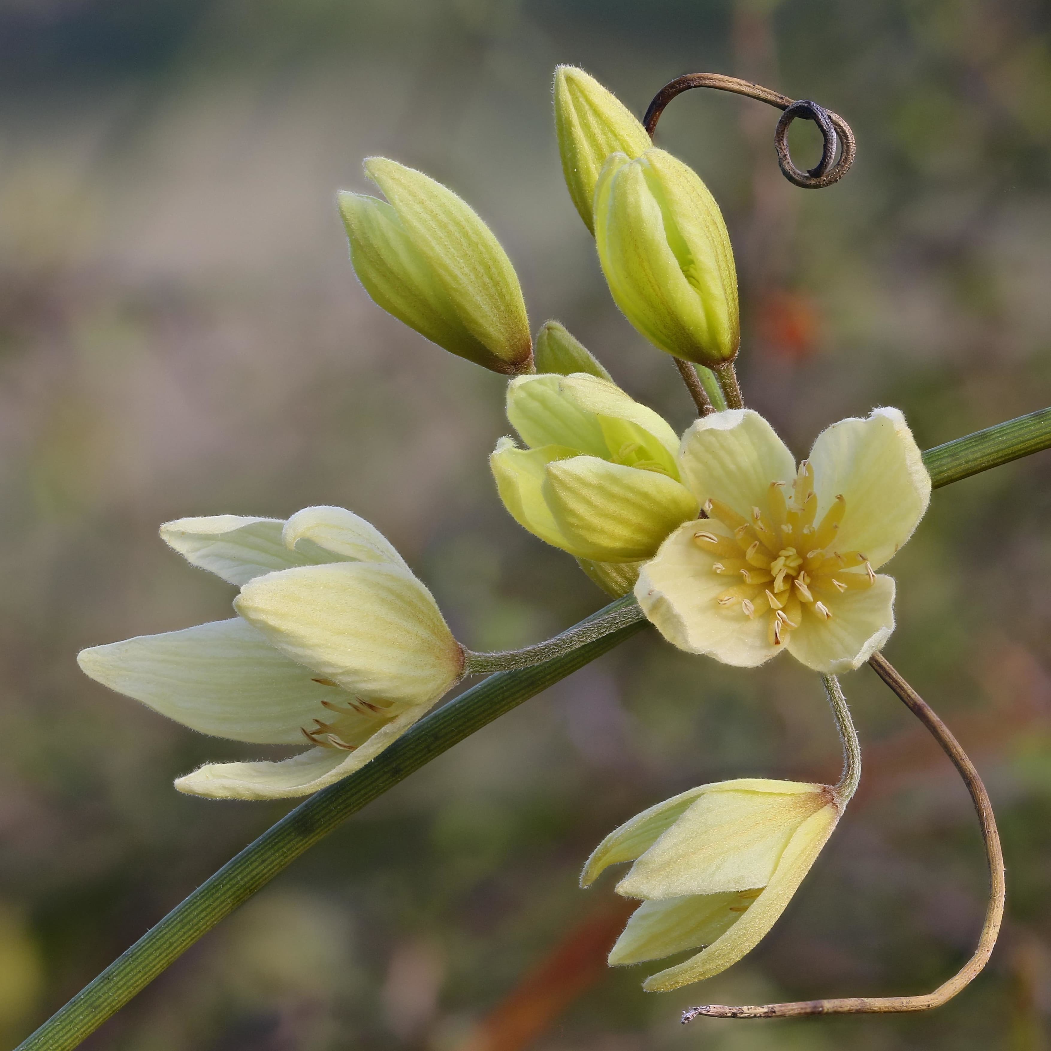 Clematis afoliata