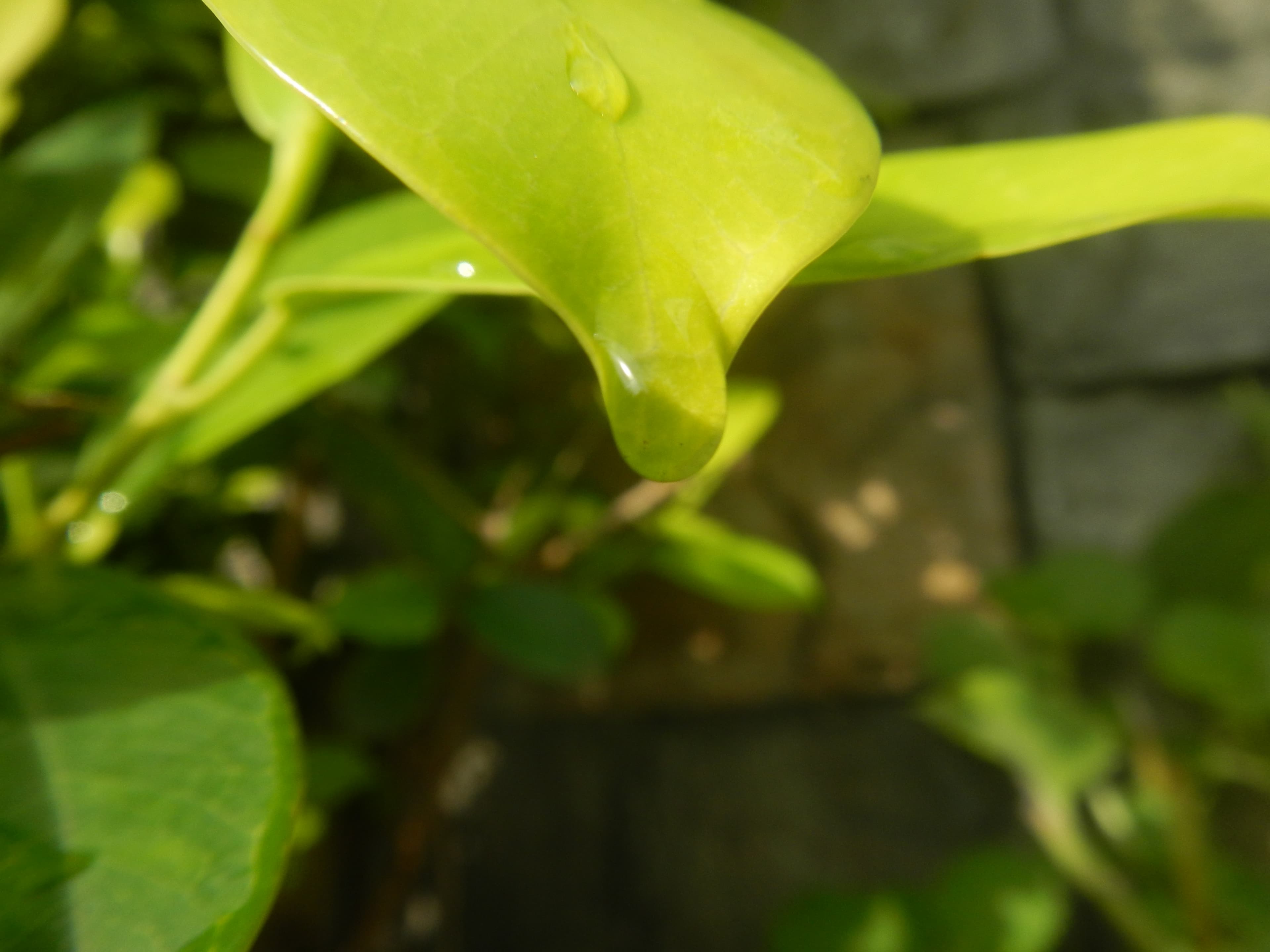 1663Water droplets on leaves in the Philippines 24