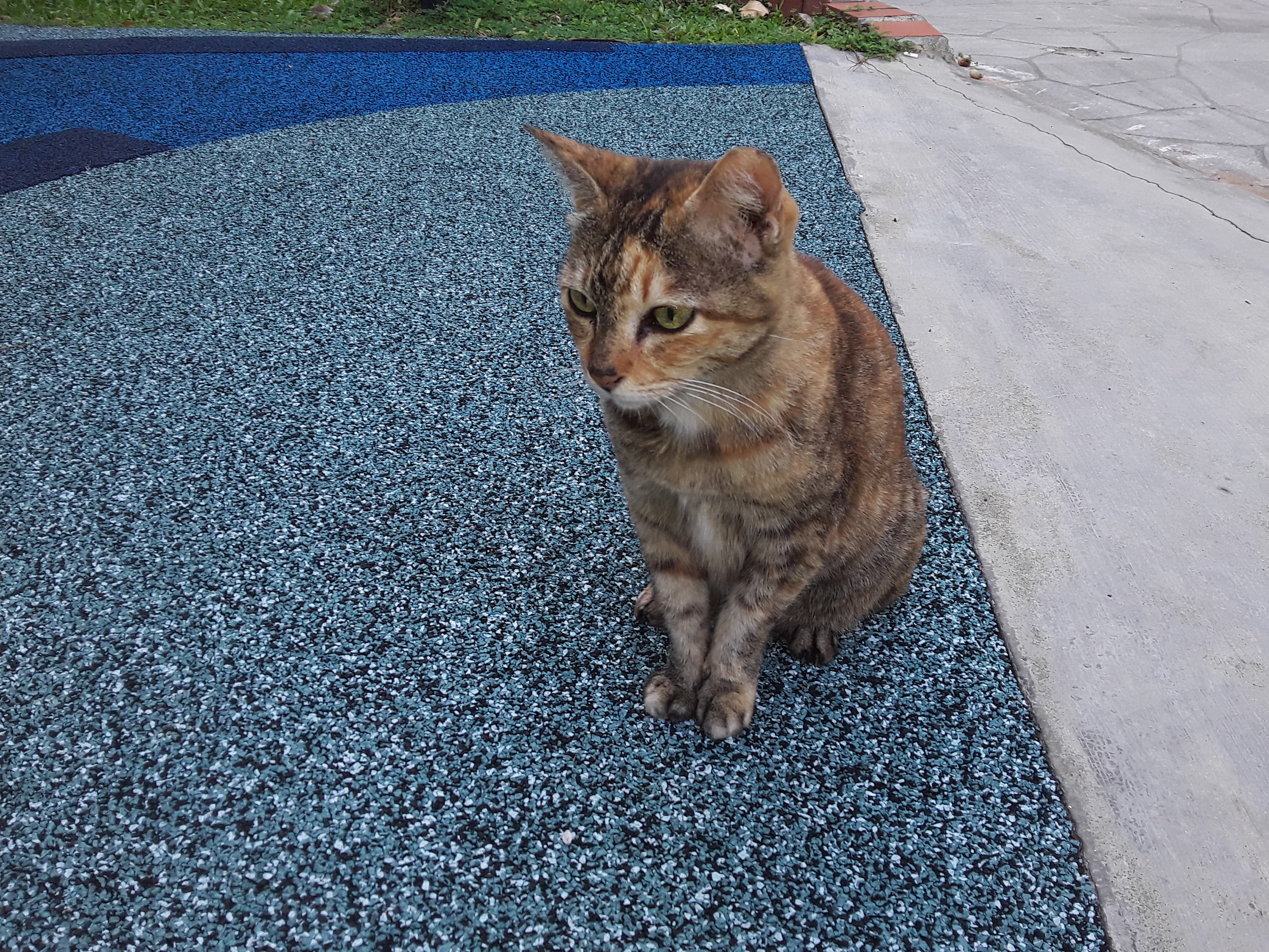 Red Tabby Cat
