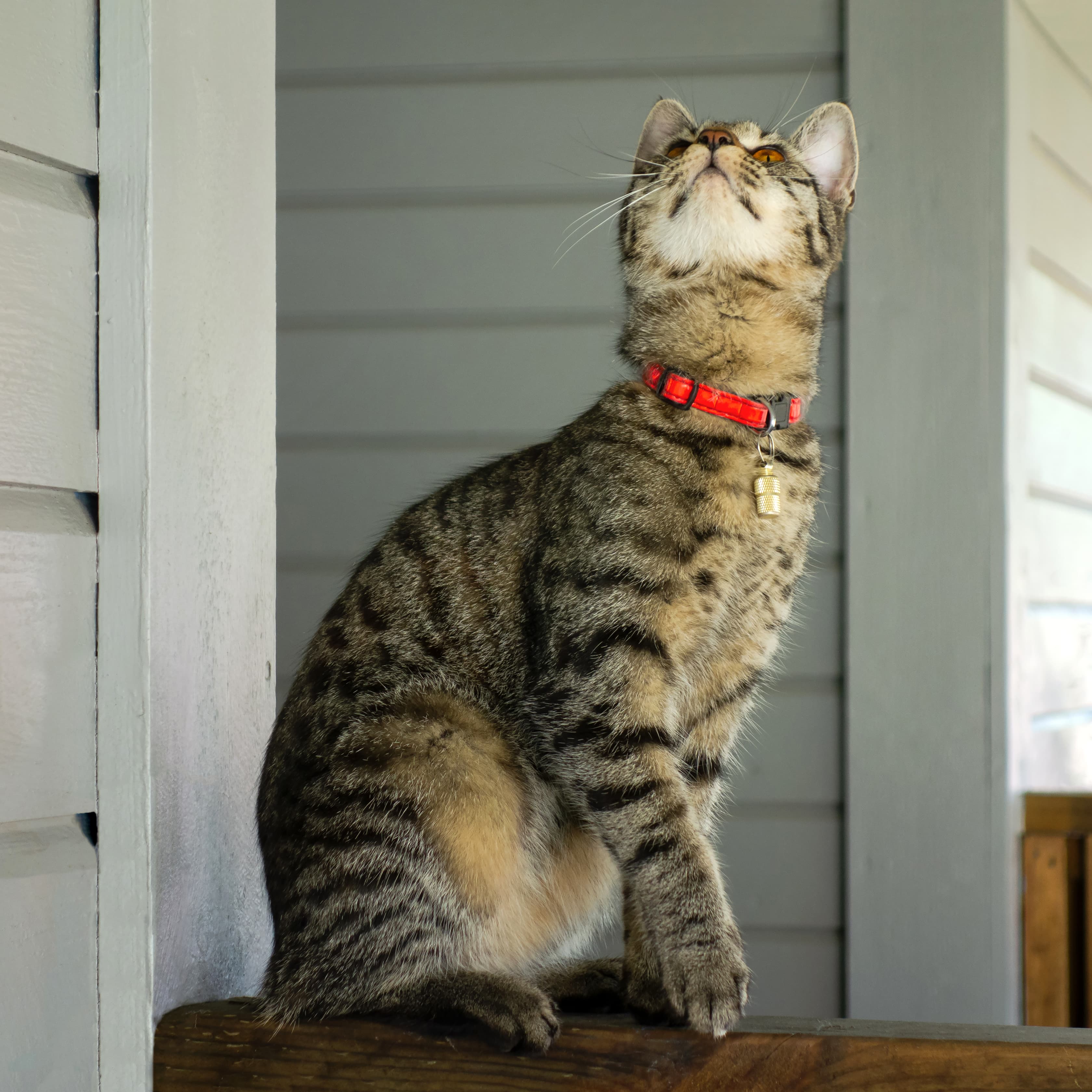 Tabby kitten in Brastad looking at bug