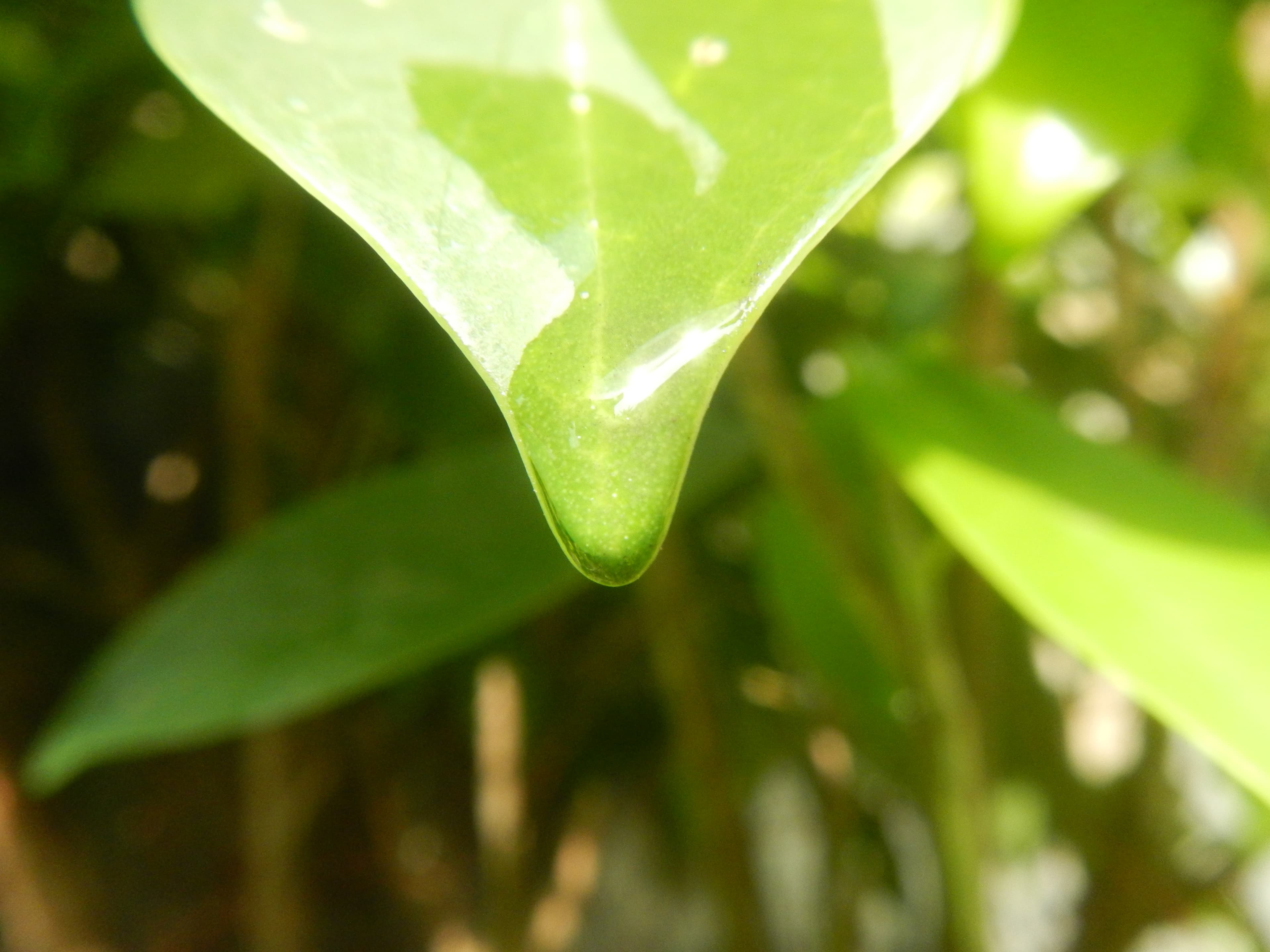1663Water droplets on leaves in the Philippines 28