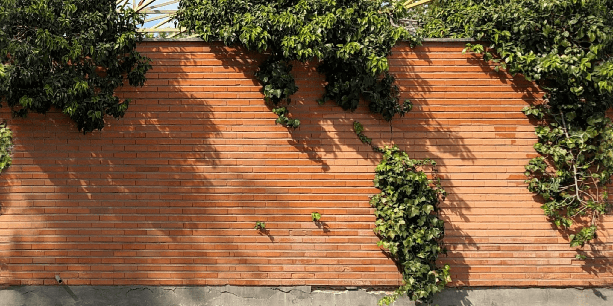 Brick wall thick ivy tilingX 2048x1024