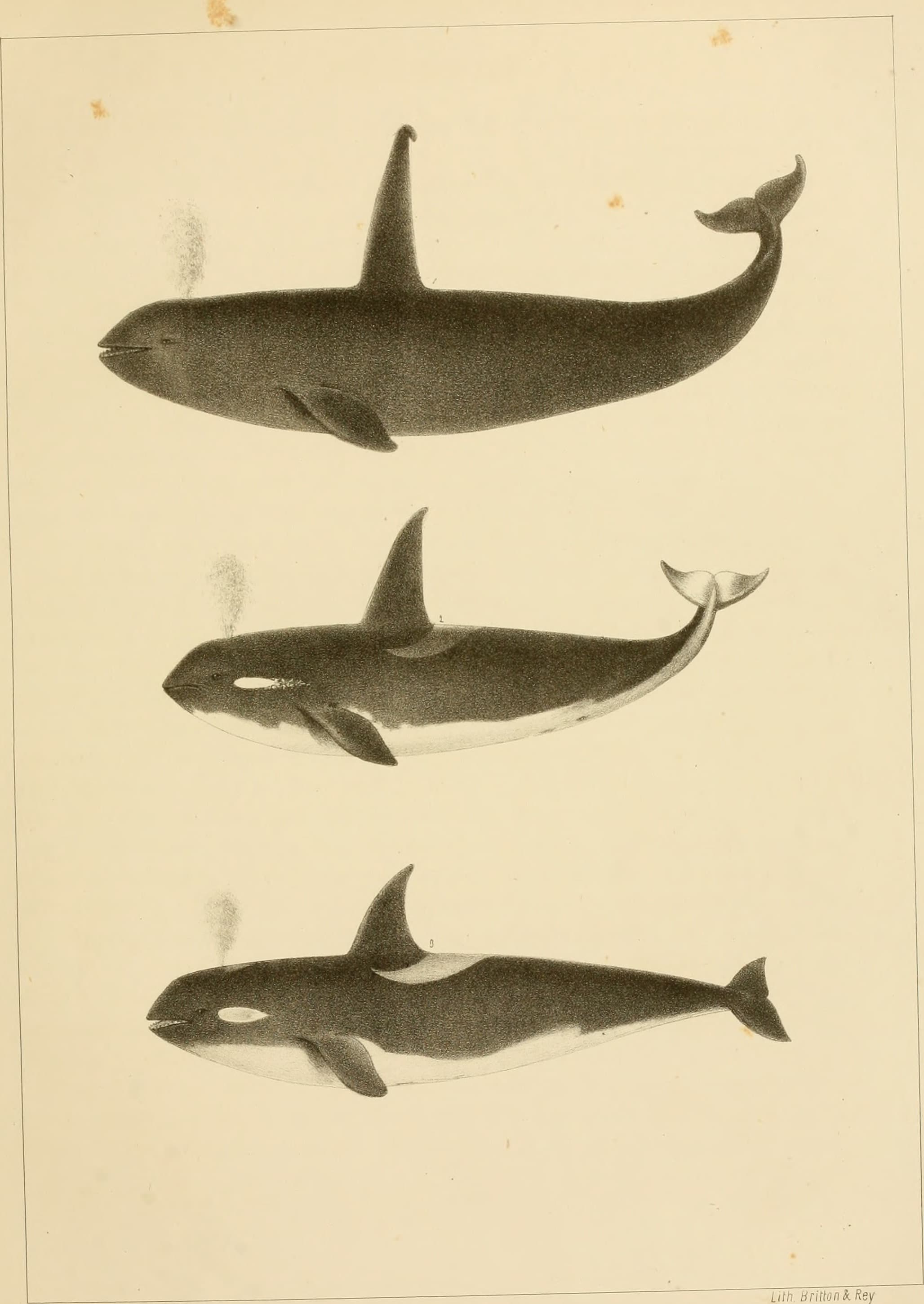 Marine, mammals, north