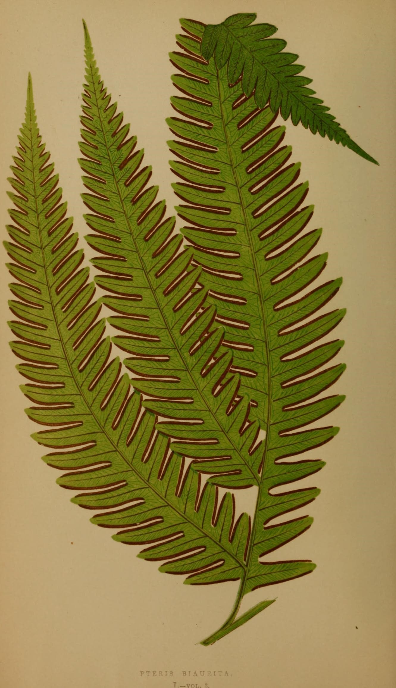 Ferns- British and exotic (10292170526)