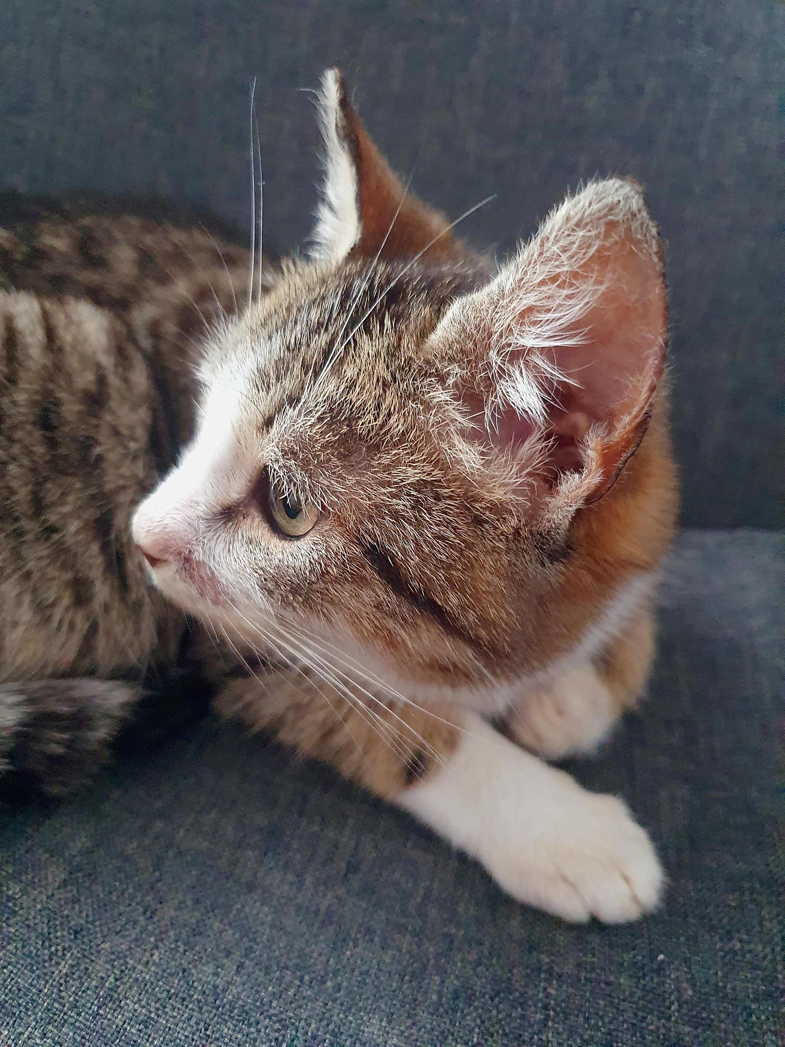 Scared European tabby cat