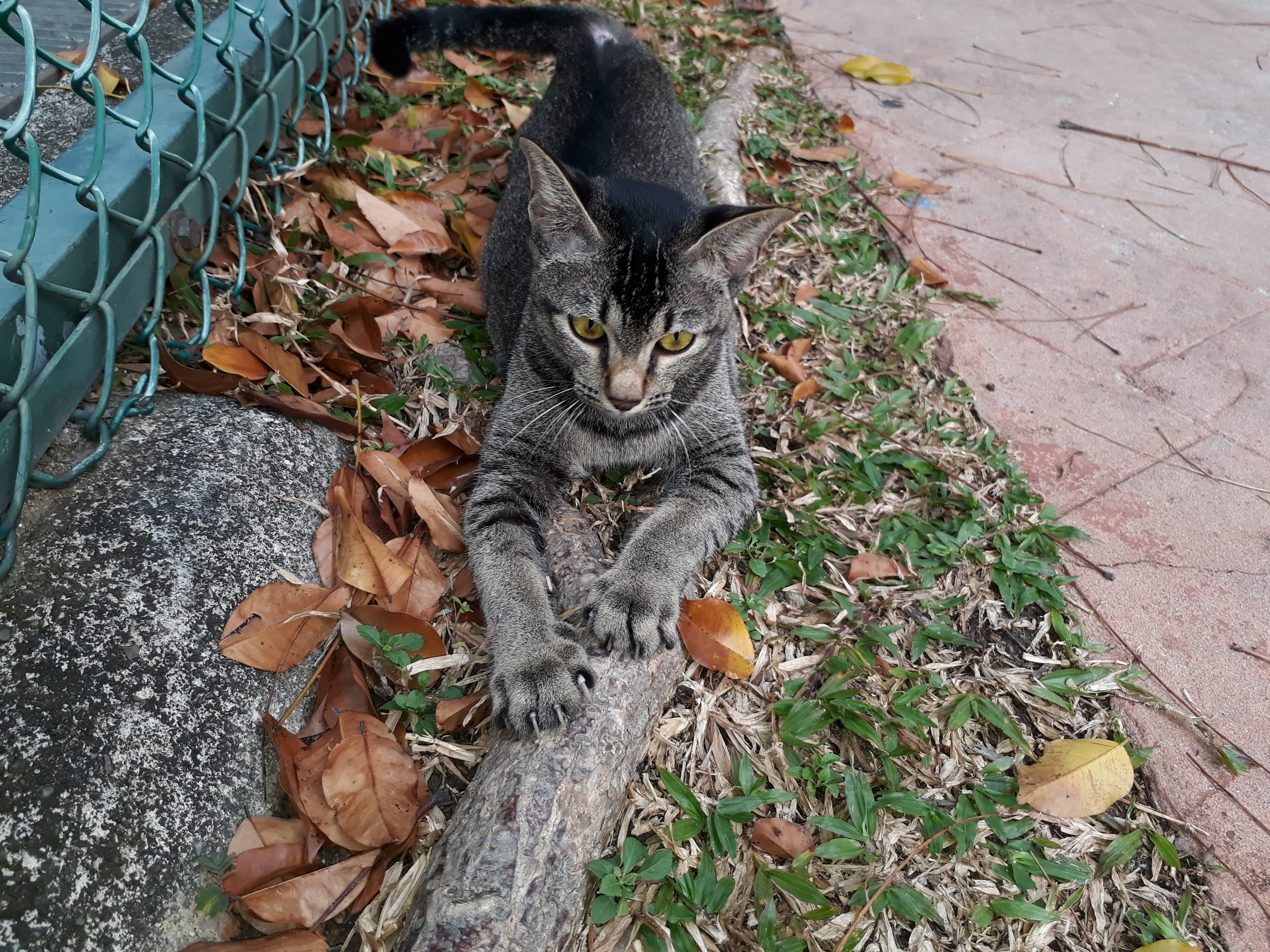Cat Scratching