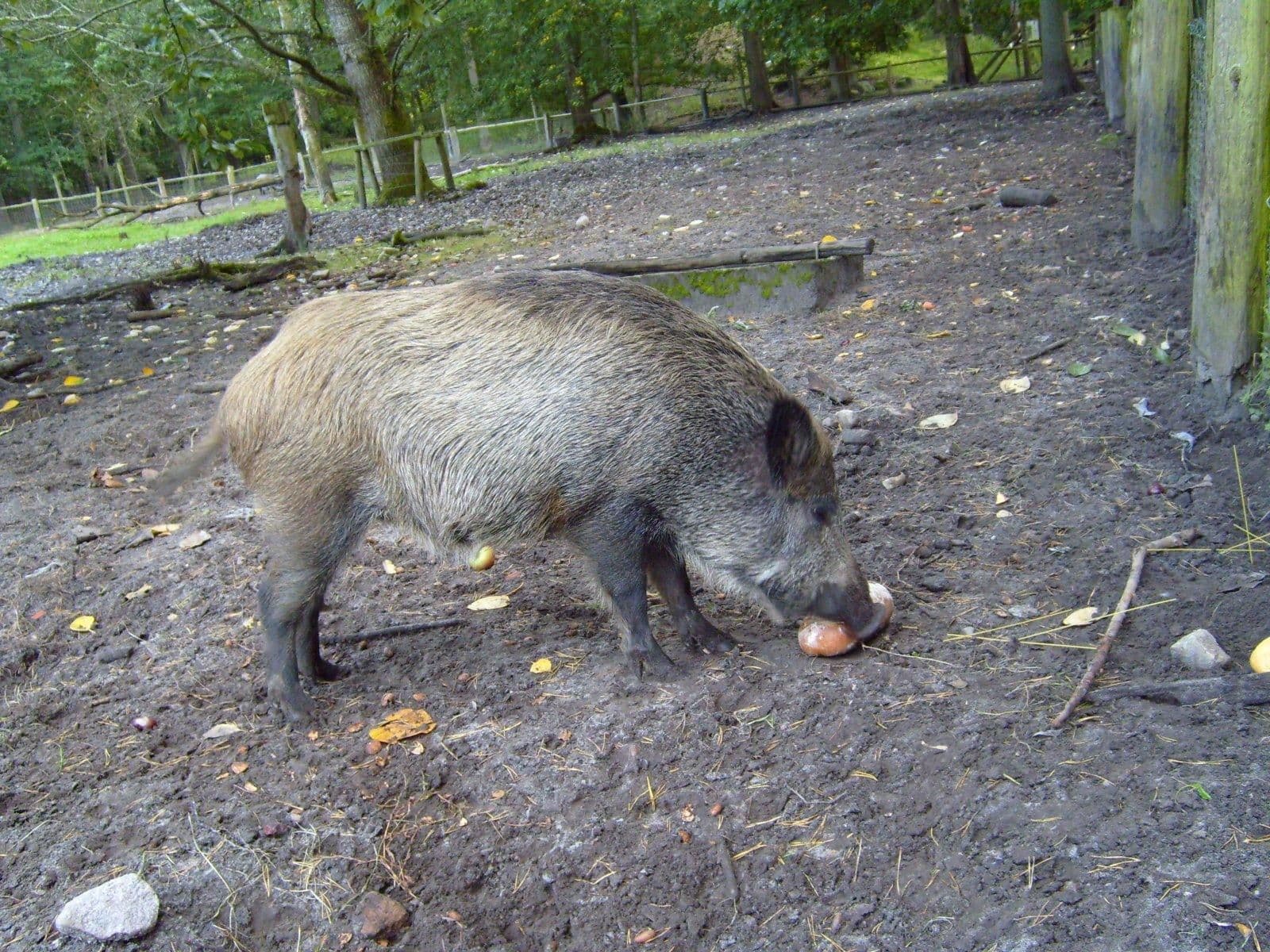 Wild boar animal