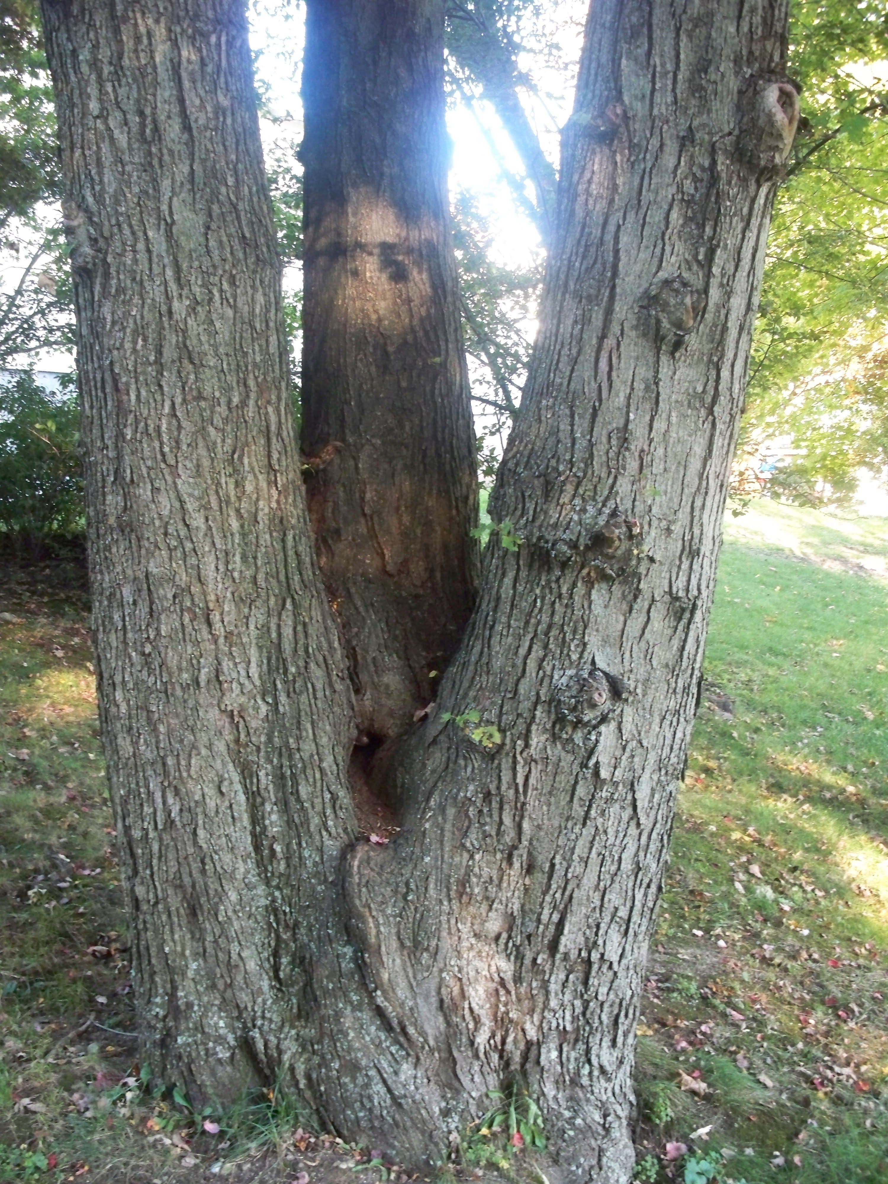 Bark Trunk Acer Rubrum Red Maple Tree Massachusetts