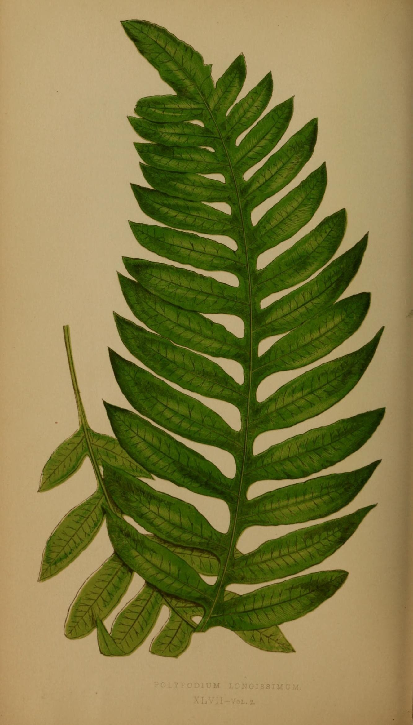 Ferns- British and exotic (Plate XLVII) (8453907342)