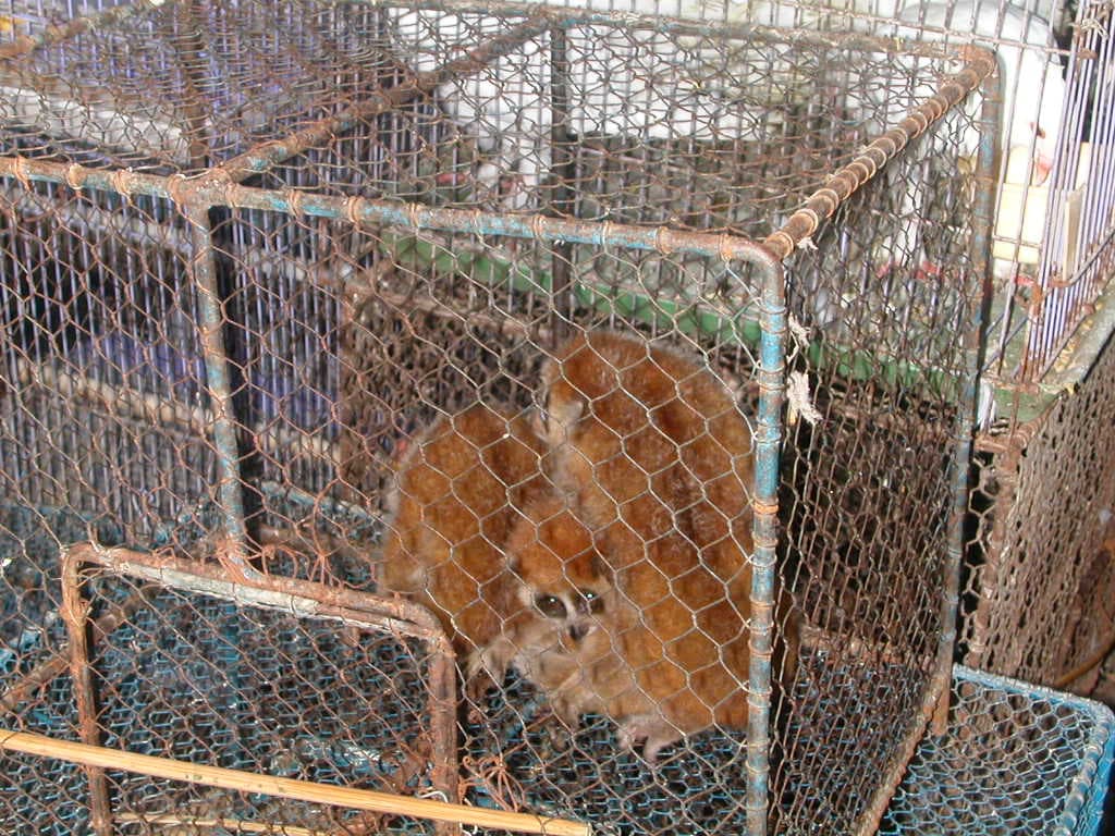 Animals market in Hanoi, 2003 July 3