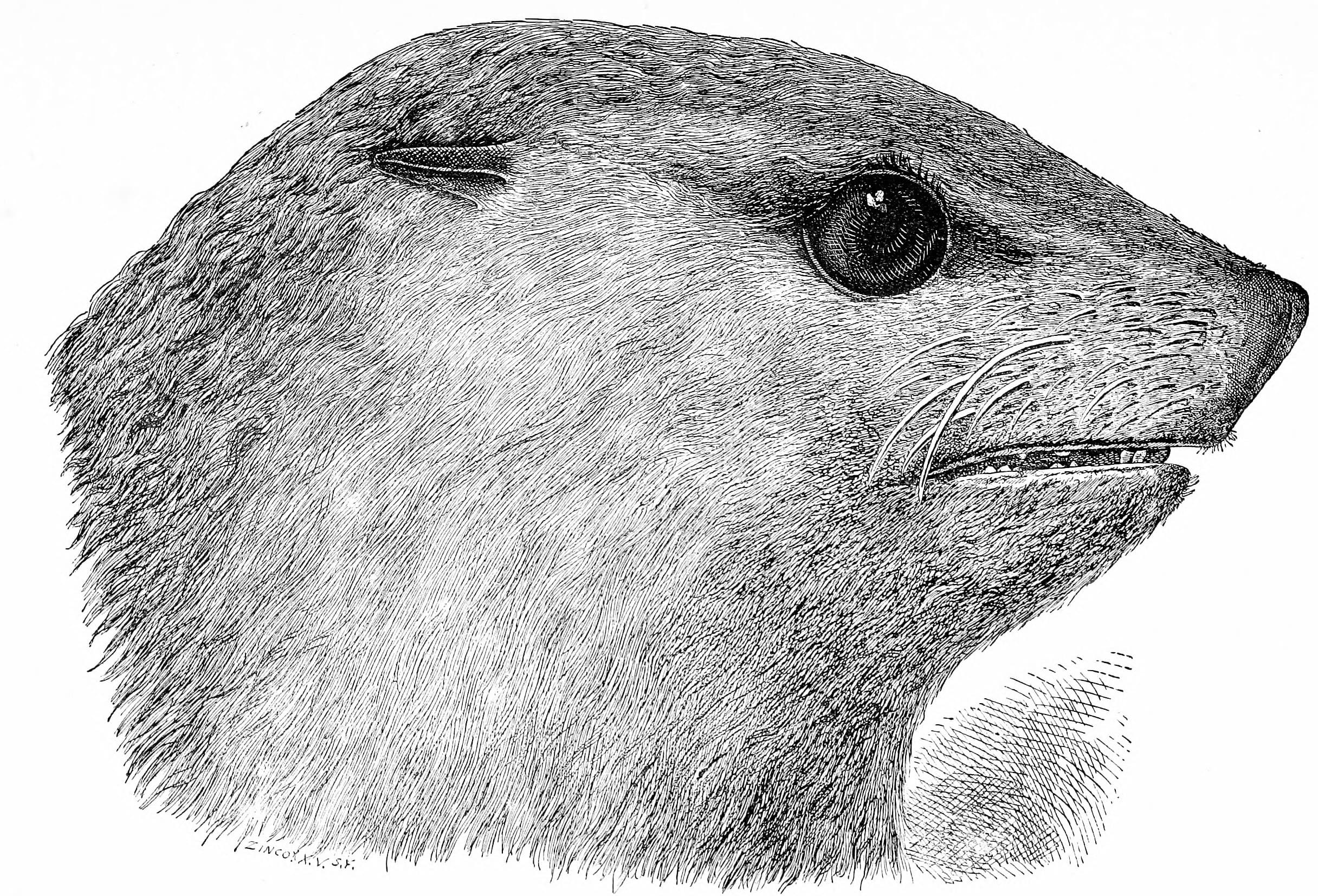 Marine, mammals, north