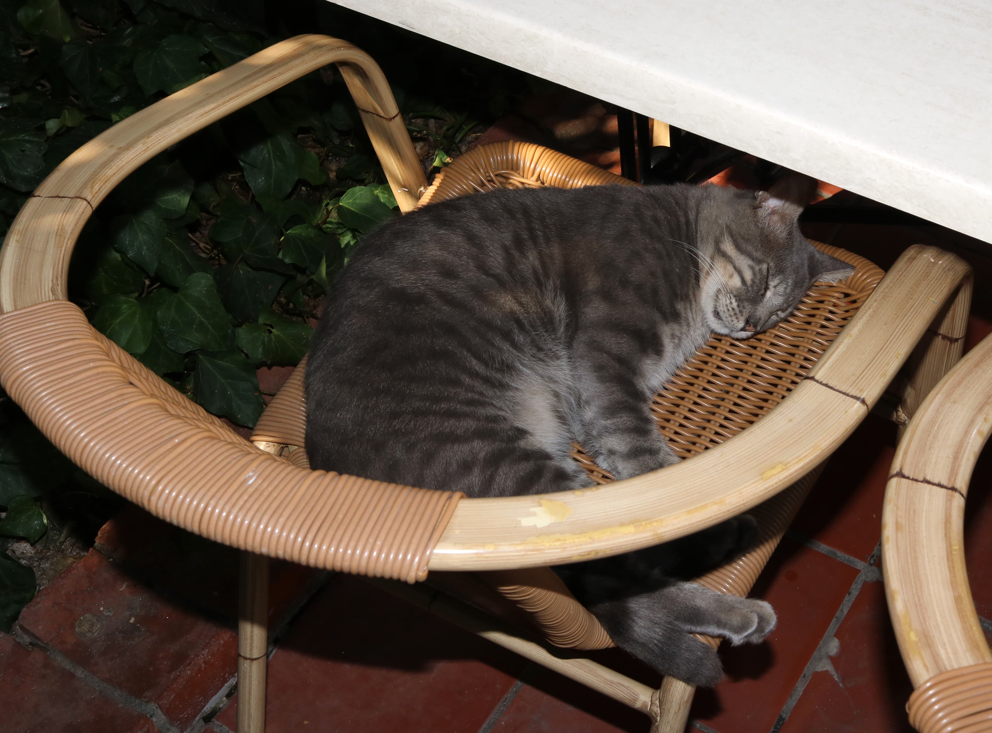 Domestic cat 2019 G1